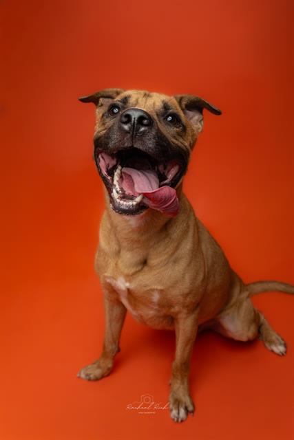 BRAXX, Adoptable, Young Male Mixed Breed.