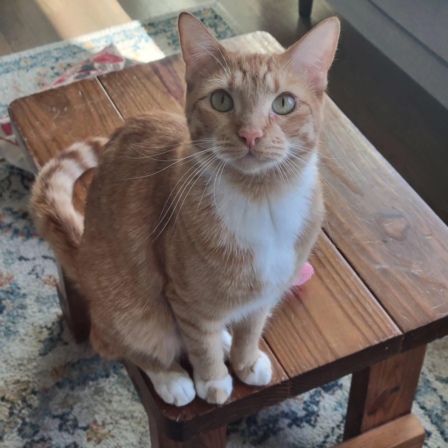 Enlarge Diesel, a Adoptable Domestic Short Hair in Houston, TX image 1/6