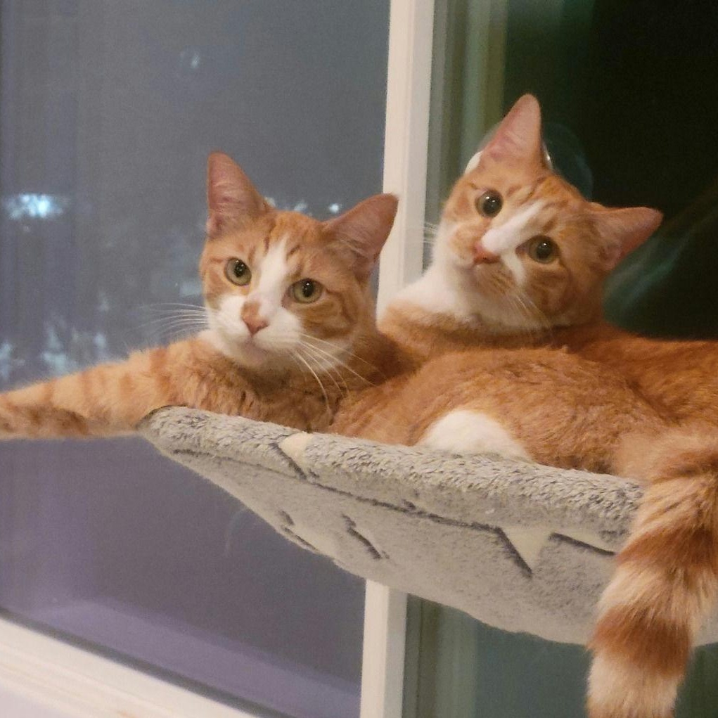 Enlarge Diesel, a Adoptable Domestic Short Hair in Houston, TX image 3/6