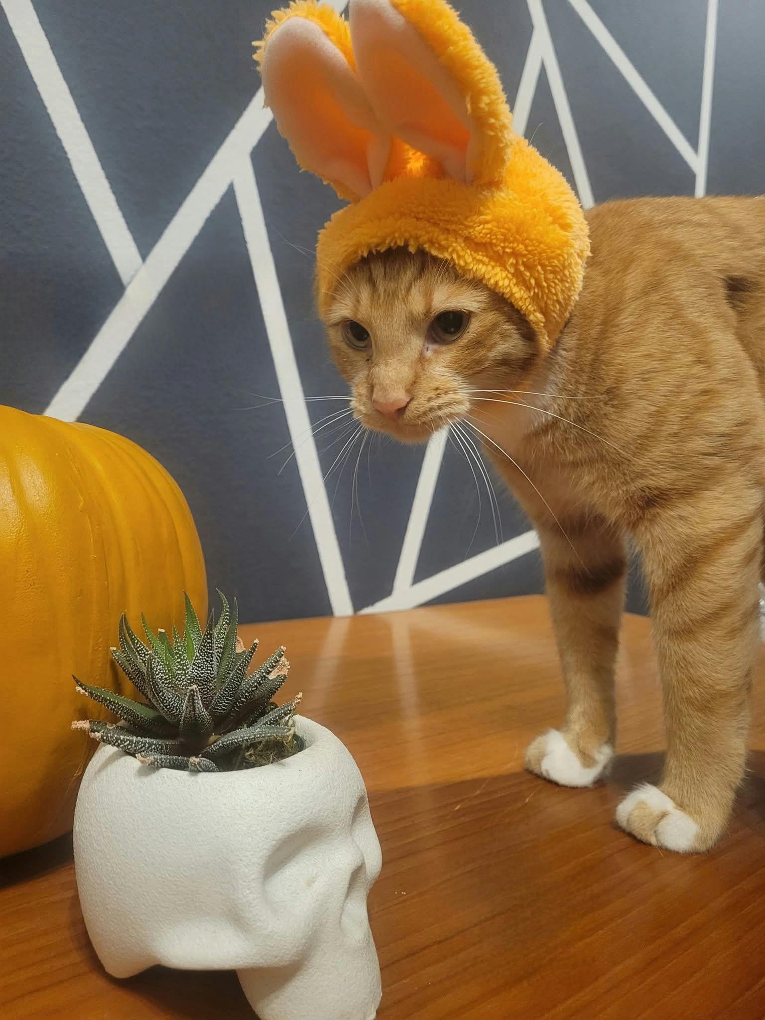 Enlarge Diesel, a Adoptable Domestic Short Hair in Houston, TX image 4/6