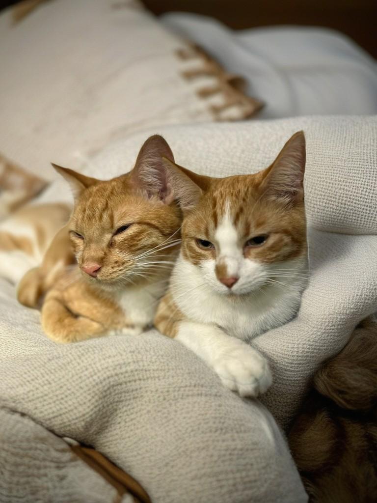 Enlarge Diesel, a Adoptable Domestic Short Hair in Houston, TX image 6/6