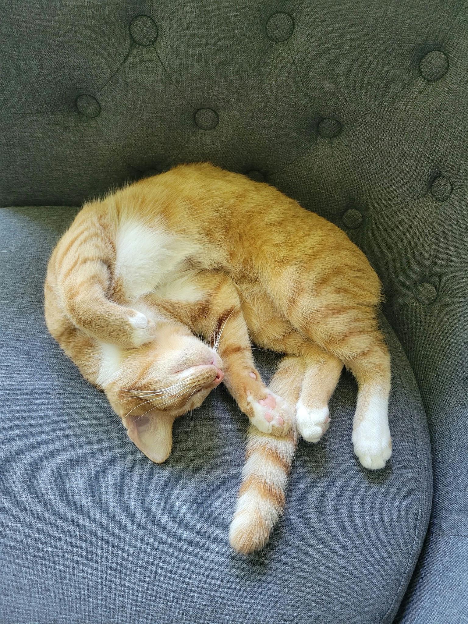 Enlarge Diesel, a Adoptable Domestic Short Hair in Houston, TX image 5/6