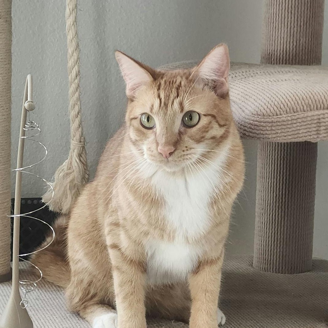 Enlarge Diesel, a Adoptable Domestic Short Hair in Houston, TX image 2/6