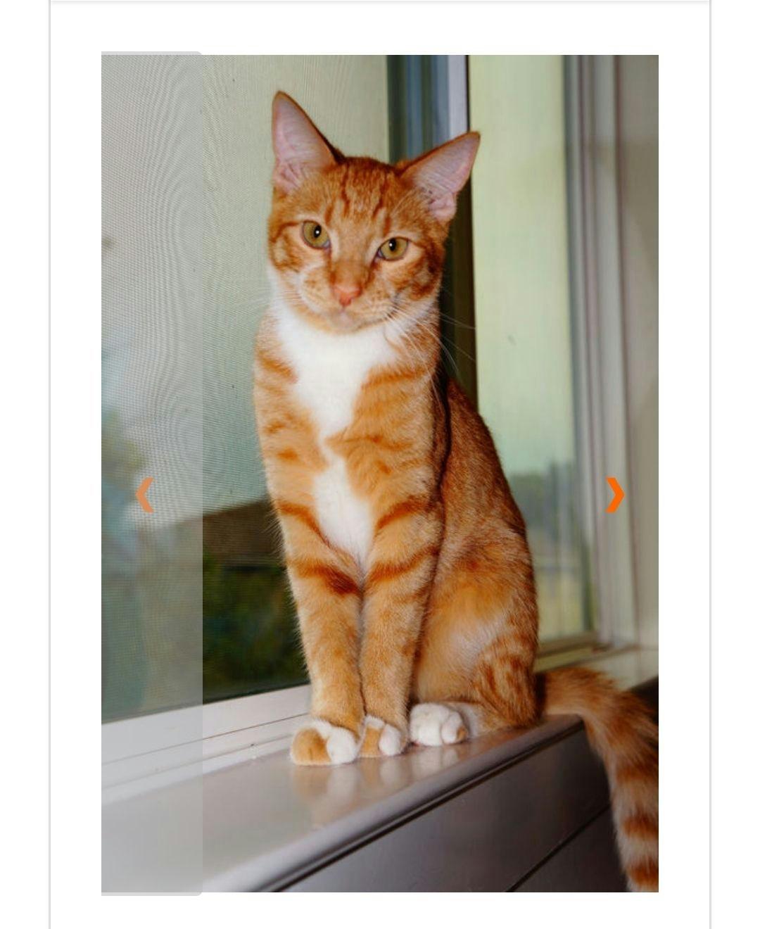 Enlarge Diesel, a Adoptable Domestic Short Hair in Houston, TX image 6/6