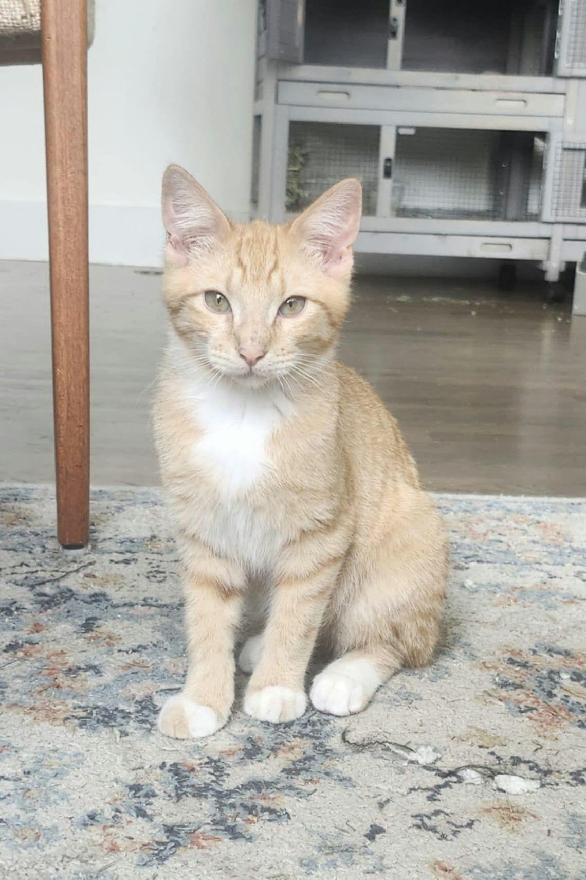 Diesel, Baby Male unknown