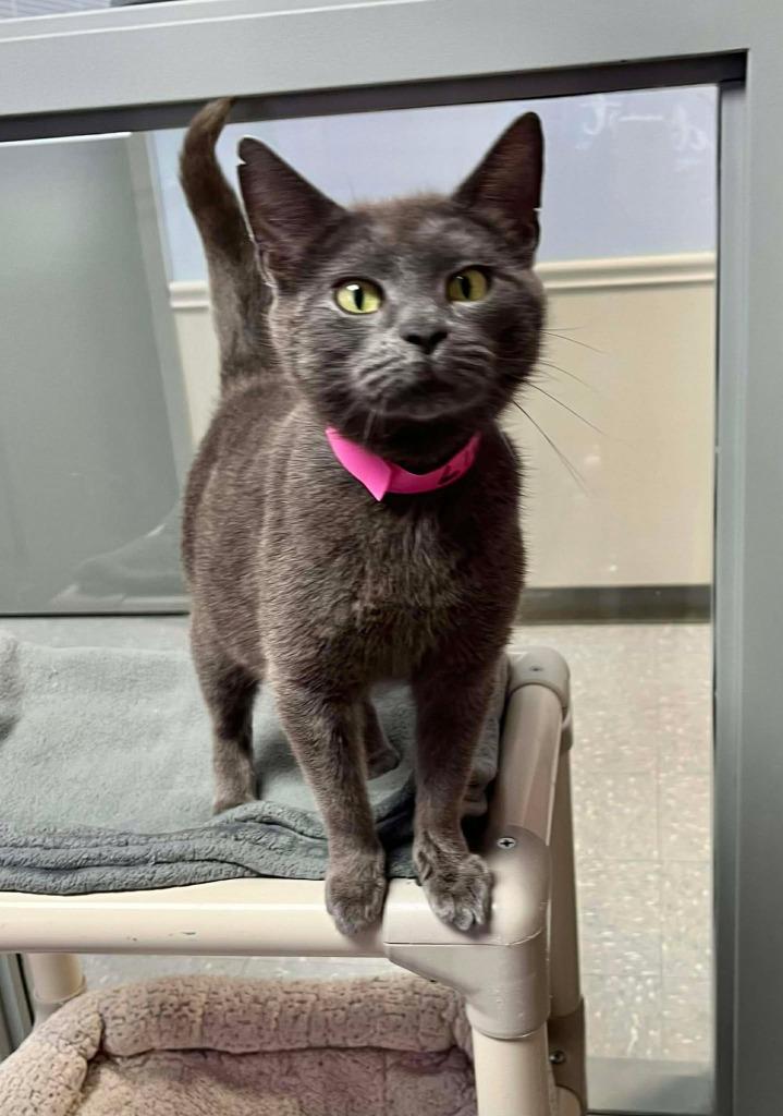 Livid, ADOPTABLE, Young Female Domestic Short Hair.