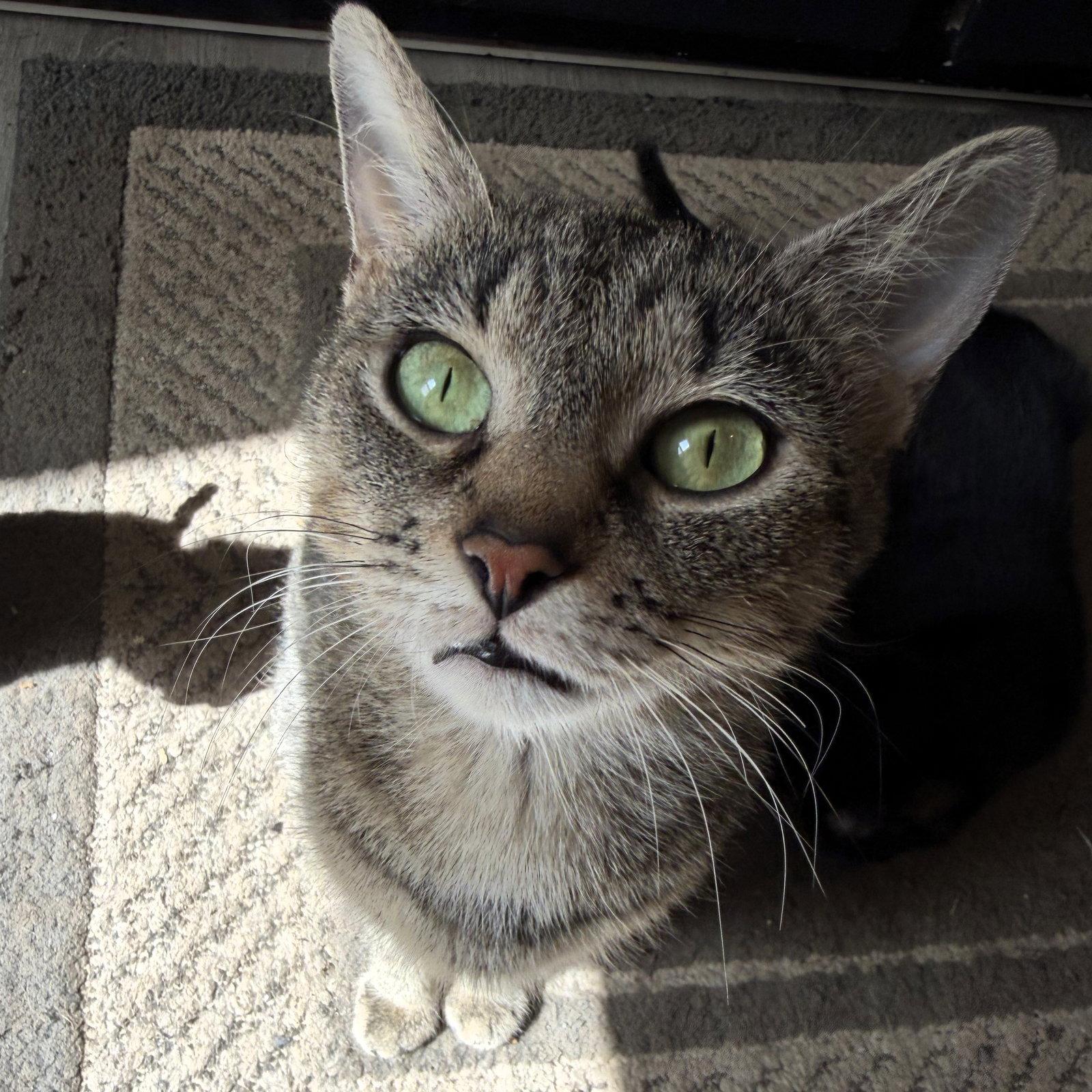 Magnolia, a Adoptable Domestic Short Hair in Rochester, NY image 1/2