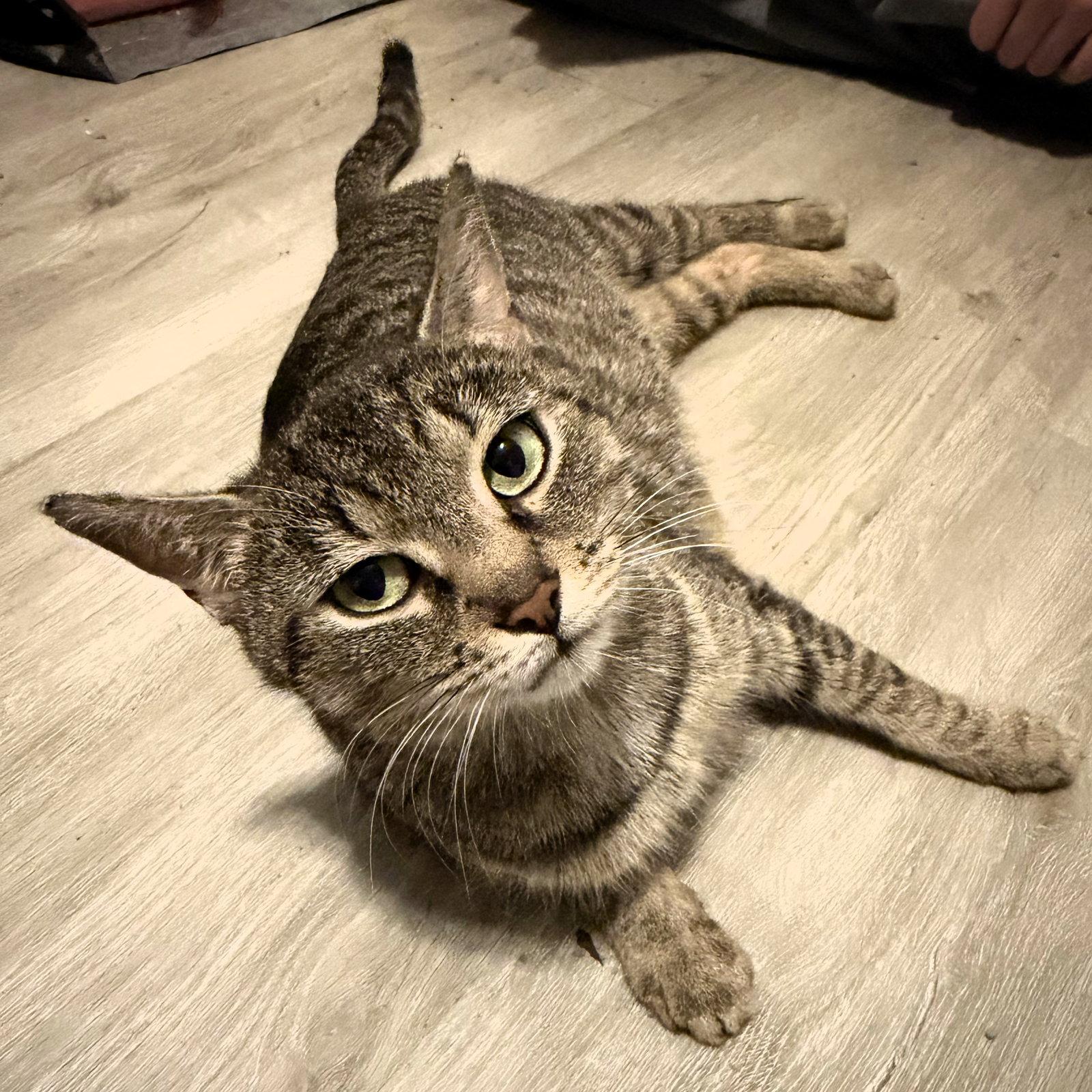 Magnolia, a Adoptable Domestic Short Hair in Rochester, NY image 2/2