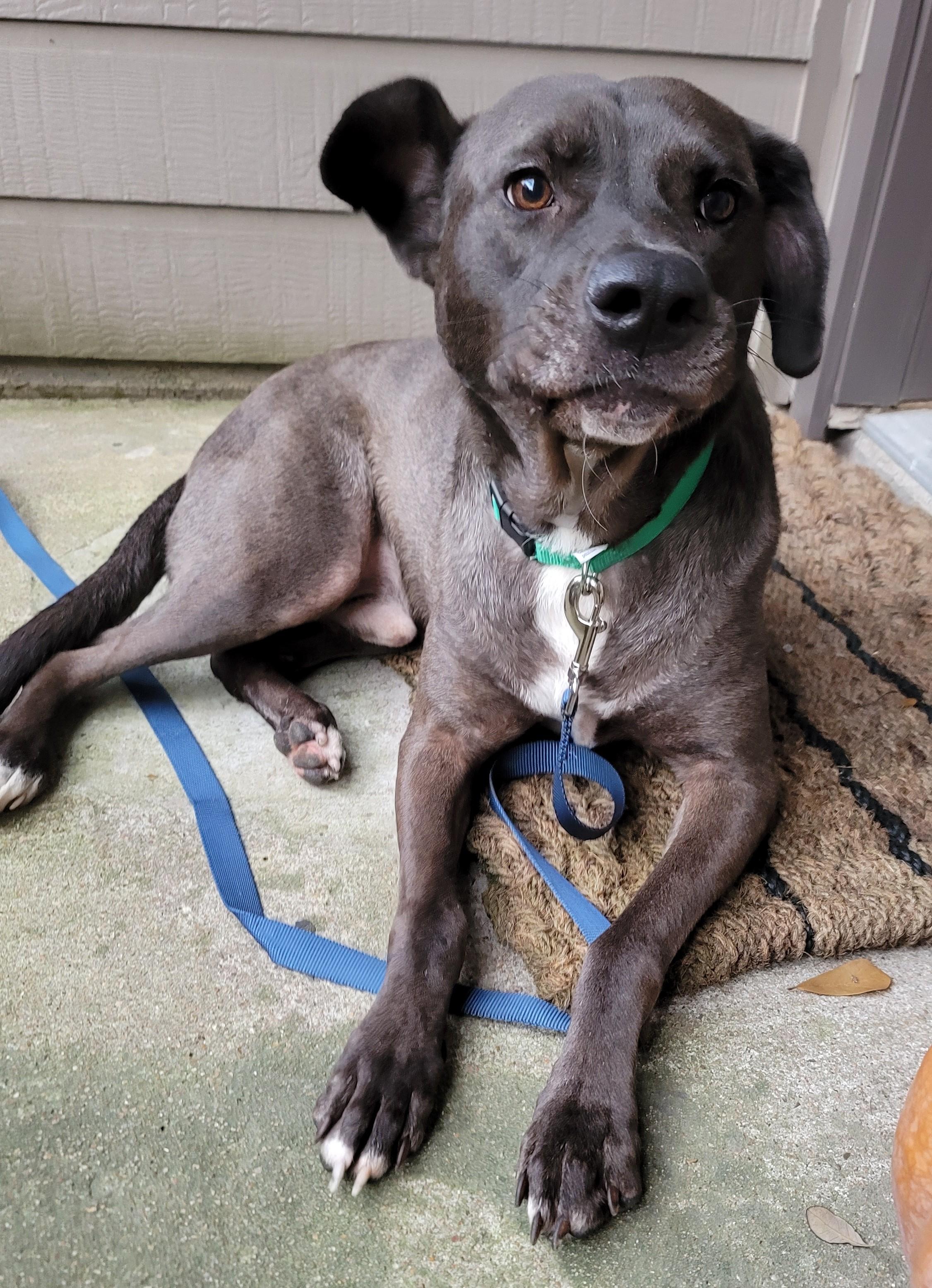 Enlarge Billy Ray, an adopted mixed breed in Grove City , OH image 6/6