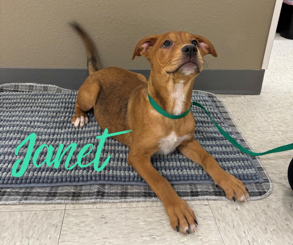 Enlarge Janet, a ADOPTABLE mixed breed in Nevada, IA image 1/1
