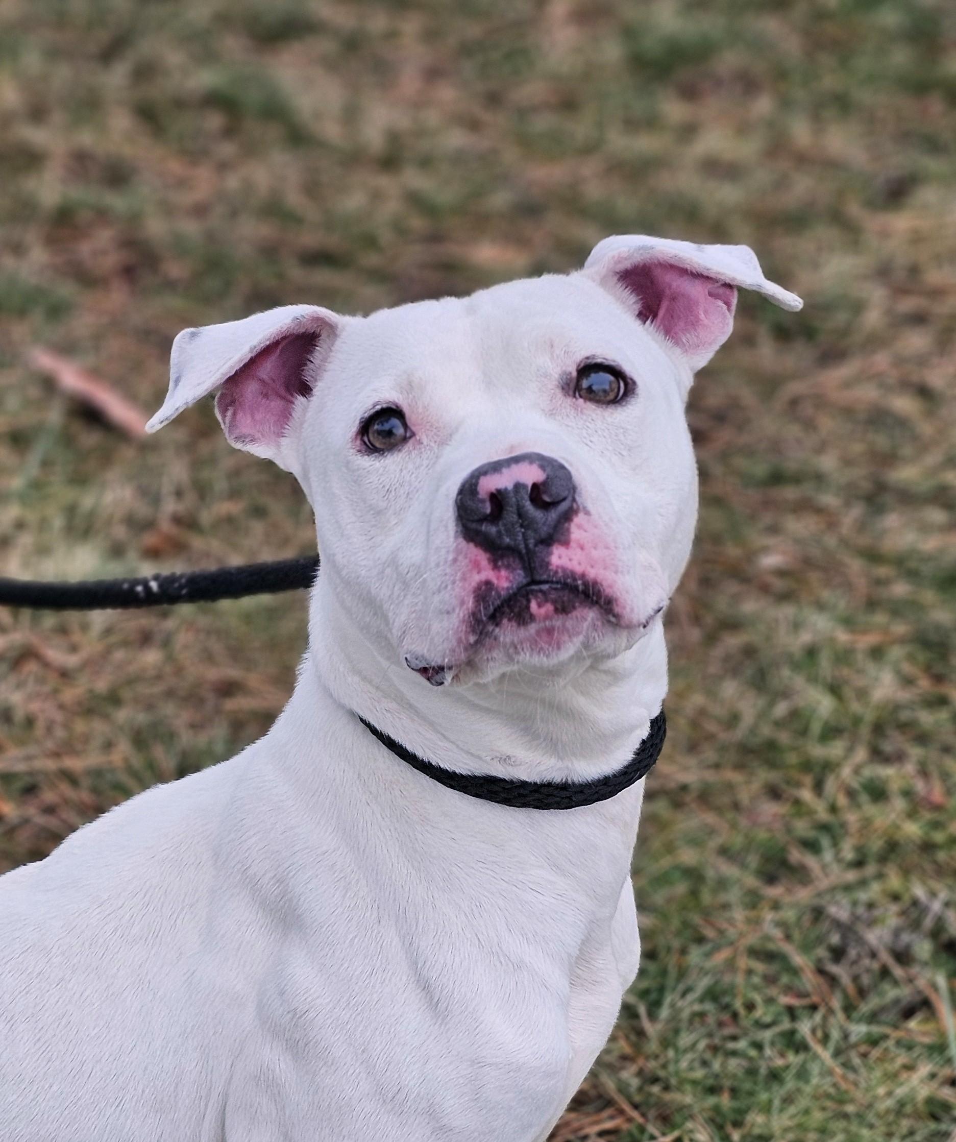 Opal, a ADOPTABLE Pit Bull Terrier in Bay City, MI image 1/3