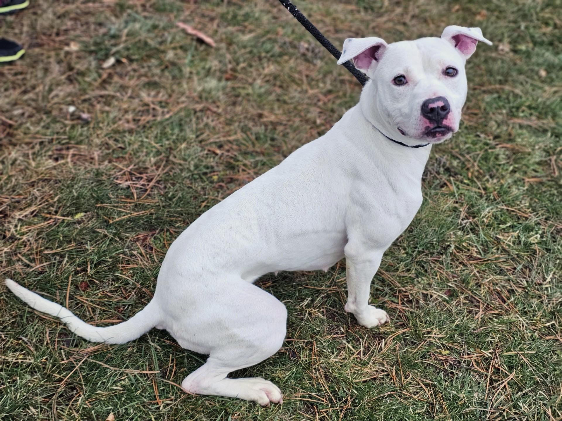 Opal, a ADOPTABLE Pit Bull Terrier in Bay City, MI image 2/3