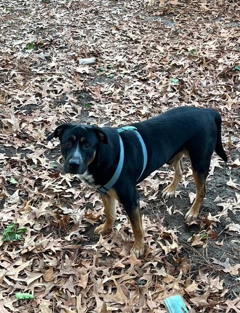 Enlarge Jake and Harley, a Adoptable mixed breed in Roswell, GA image 1/4