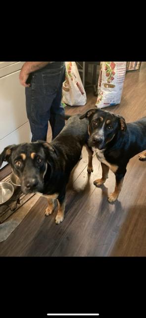 Enlarge Jake and Harley, a Adoptable mixed breed in Roswell, GA image 2/4