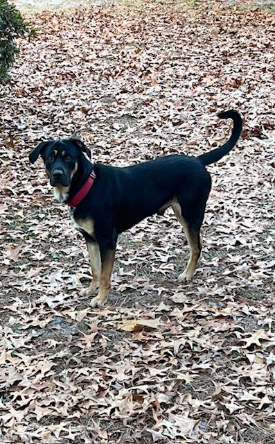 Enlarge Jake and Harley, a Adoptable mixed breed in Roswell, GA image 3/4