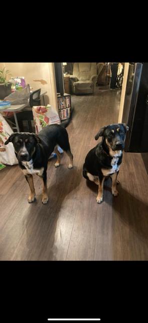 Enlarge Jake and Harley, a Adoptable mixed breed in Roswell, GA image 4/4