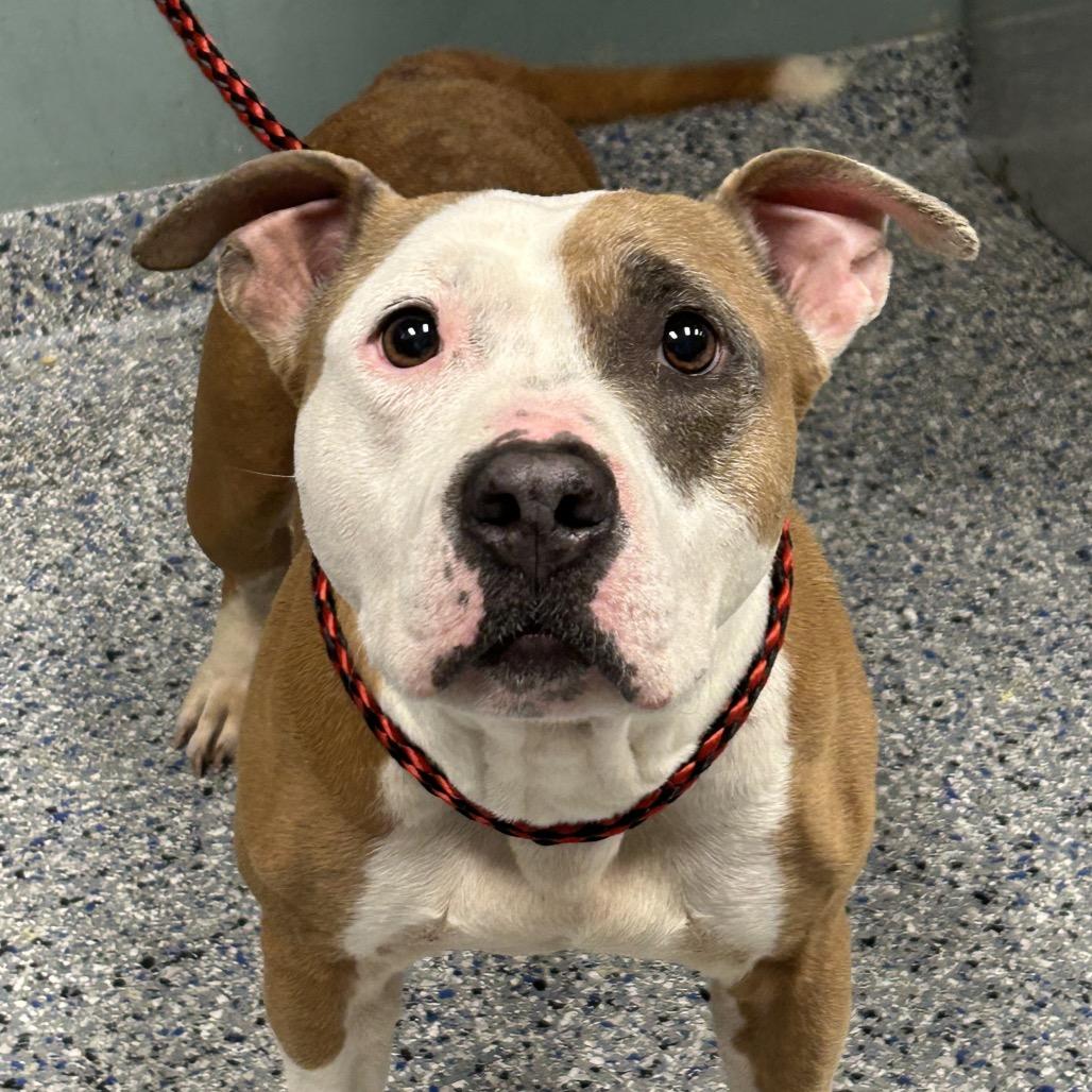 Carlina/ Missy, Adoptable, Adult Female Pit Bull Terrier.