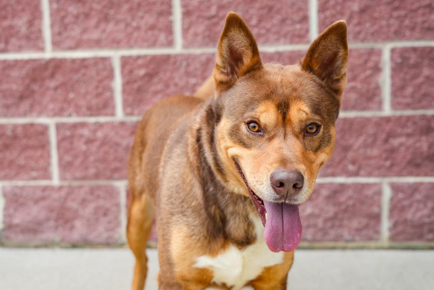 Turbo, ADOPTABLE, Adult Male Husky.