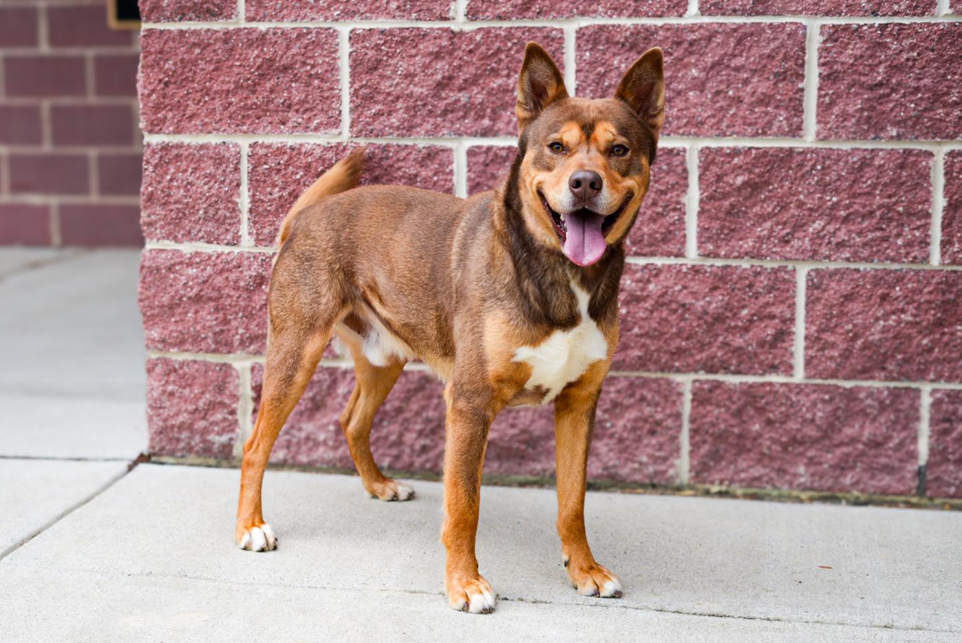 Enlarge Turbo, a ADOPTABLE mixed breed in Stafford, VA image 4/4
