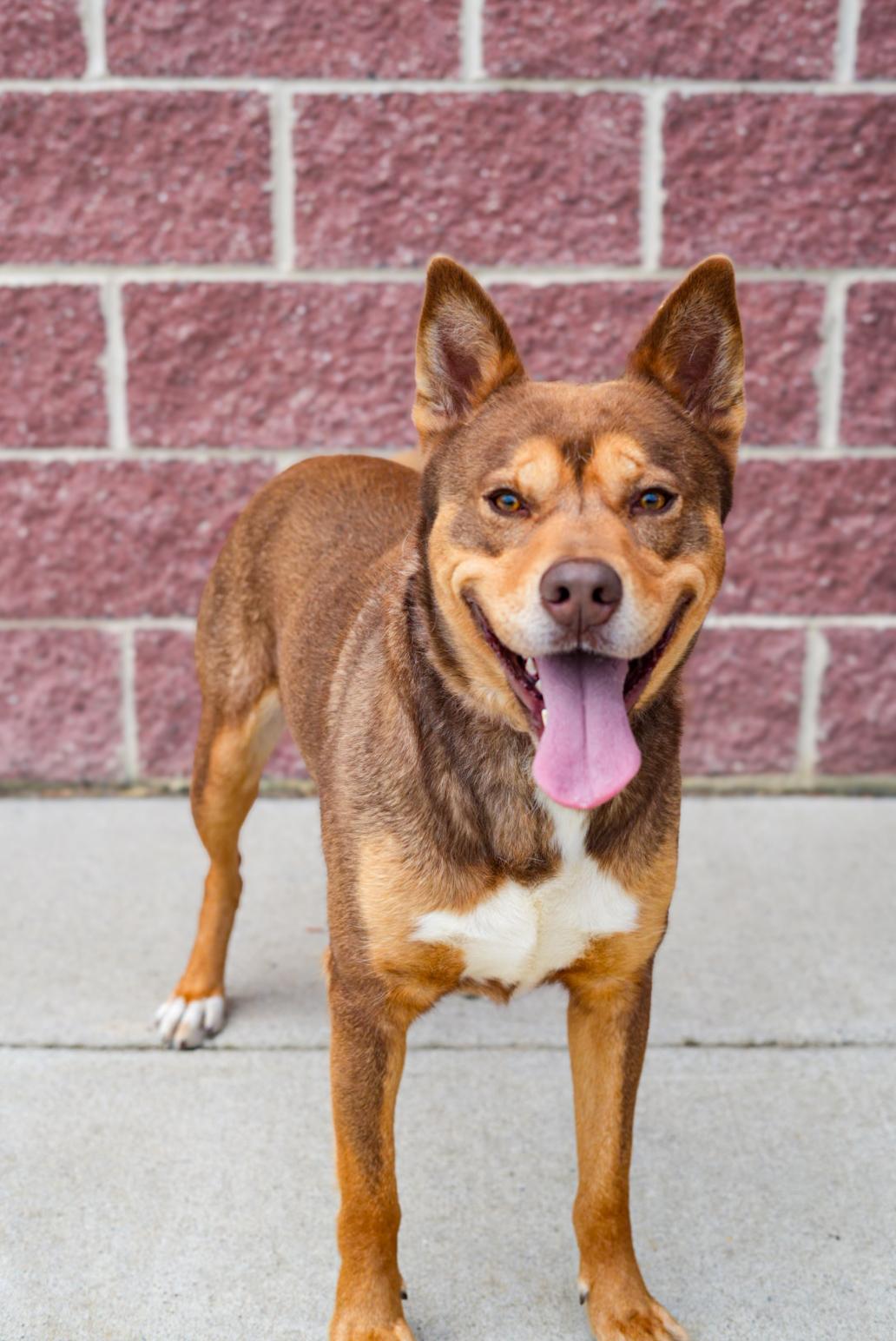 Enlarge Turbo, a ADOPTABLE mixed breed in Stafford, VA image 2/4