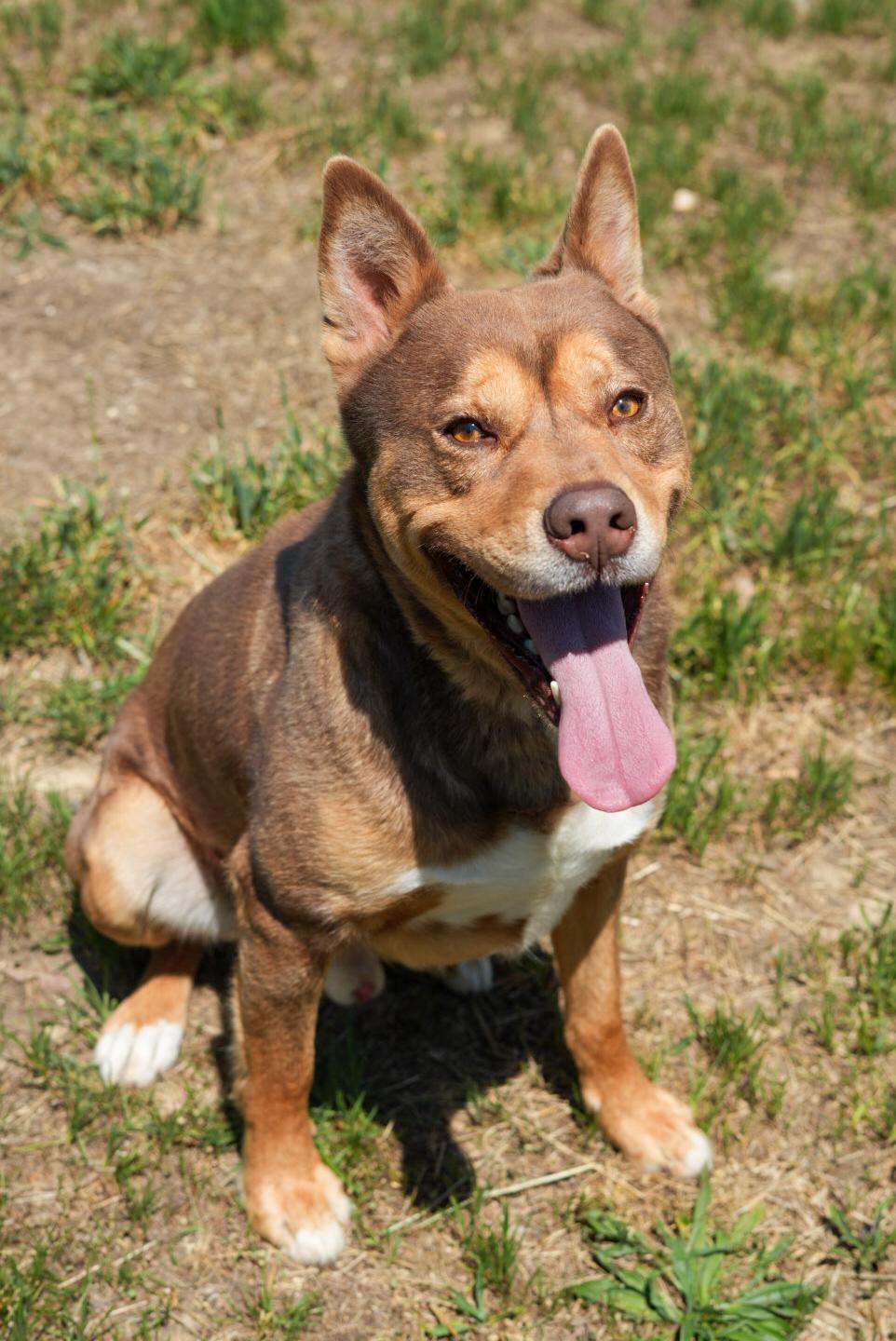 Enlarge Turbo, a ADOPTABLE mixed breed in Stafford, VA image 3/4