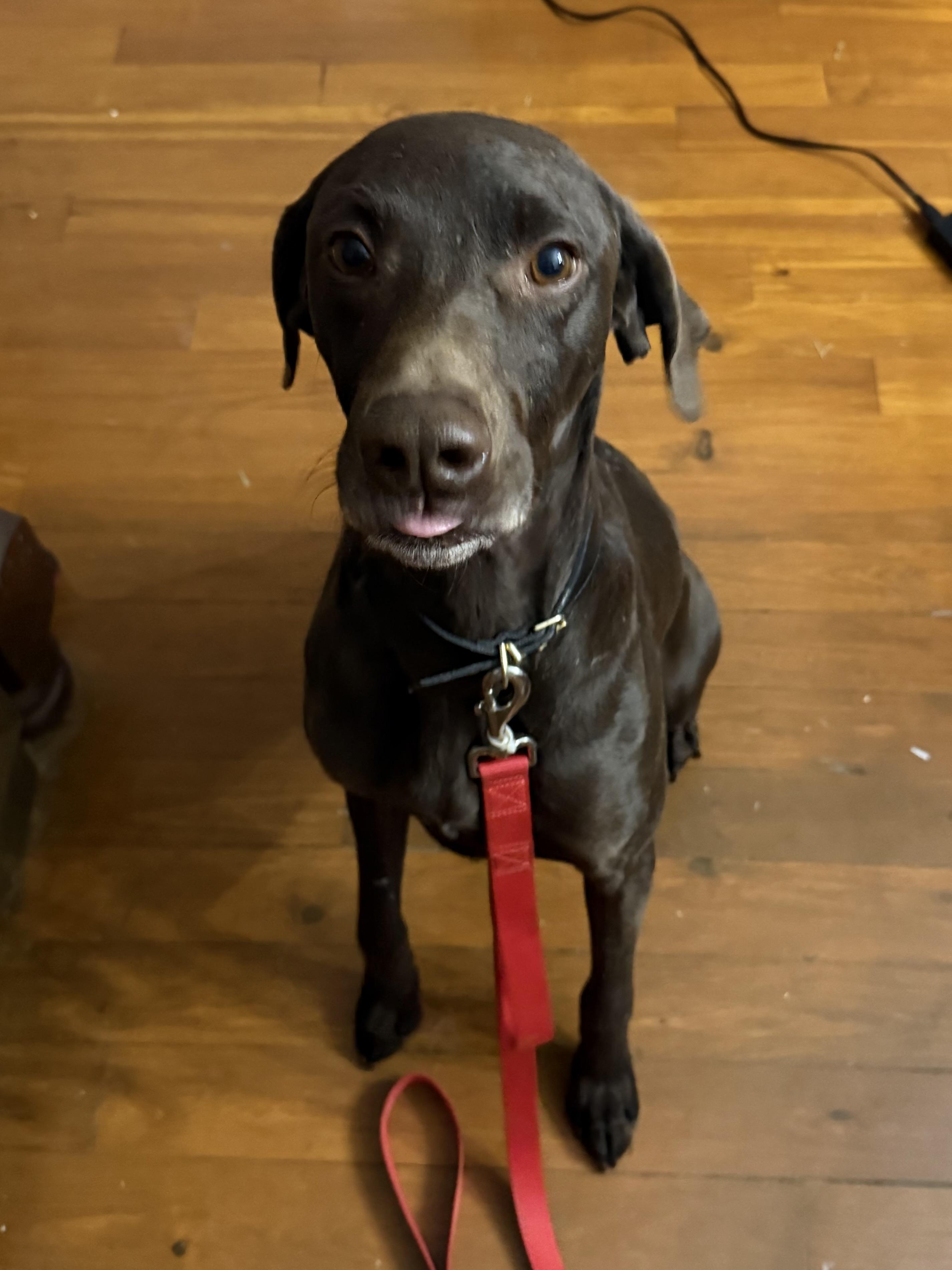 Bryant , a ADOPTABLE German Shorthaired Pointer in Chattanooga, TN image 4/5