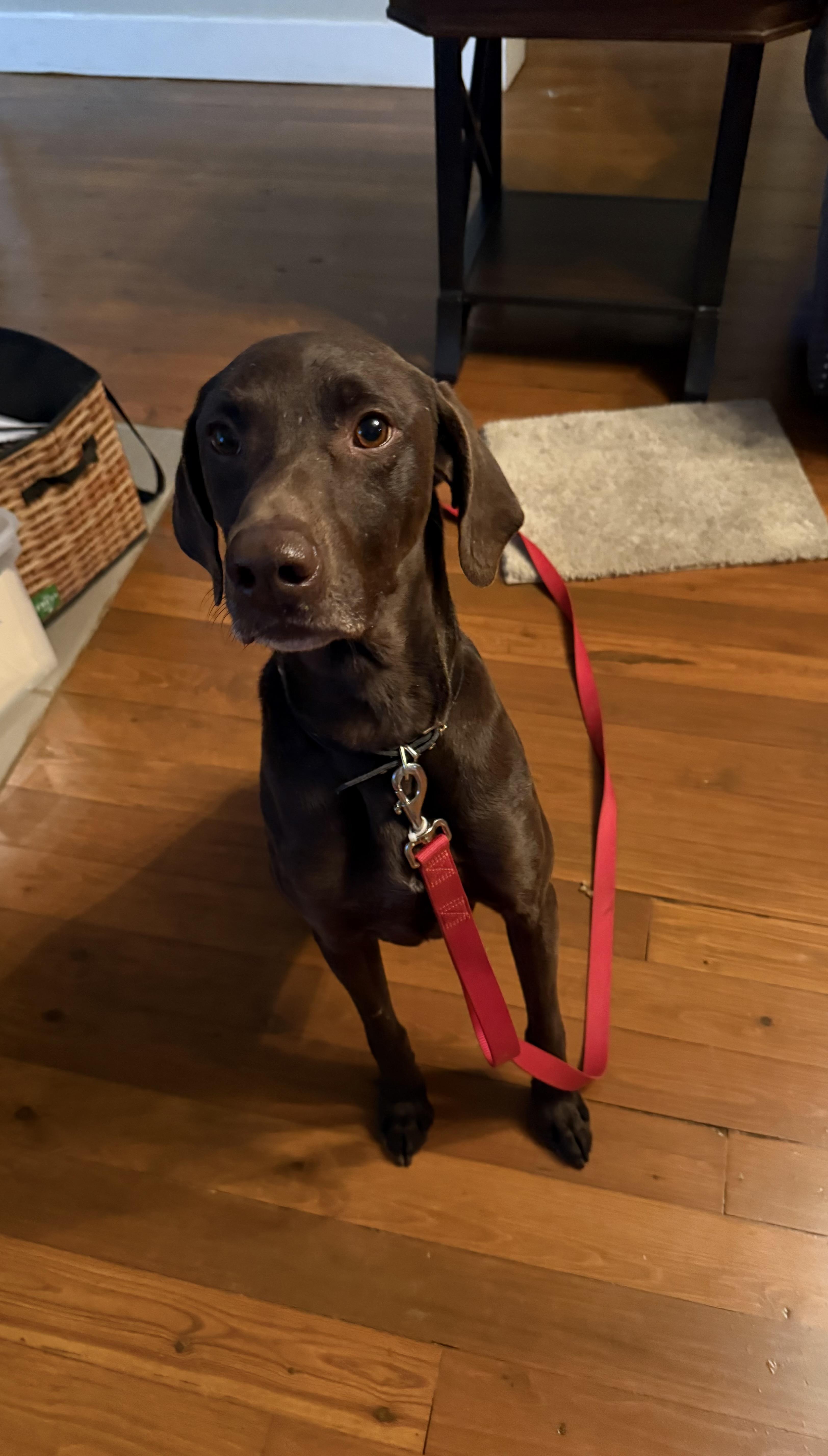Bryant , a ADOPTABLE German Shorthaired Pointer in Chattanooga, TN image 2/5