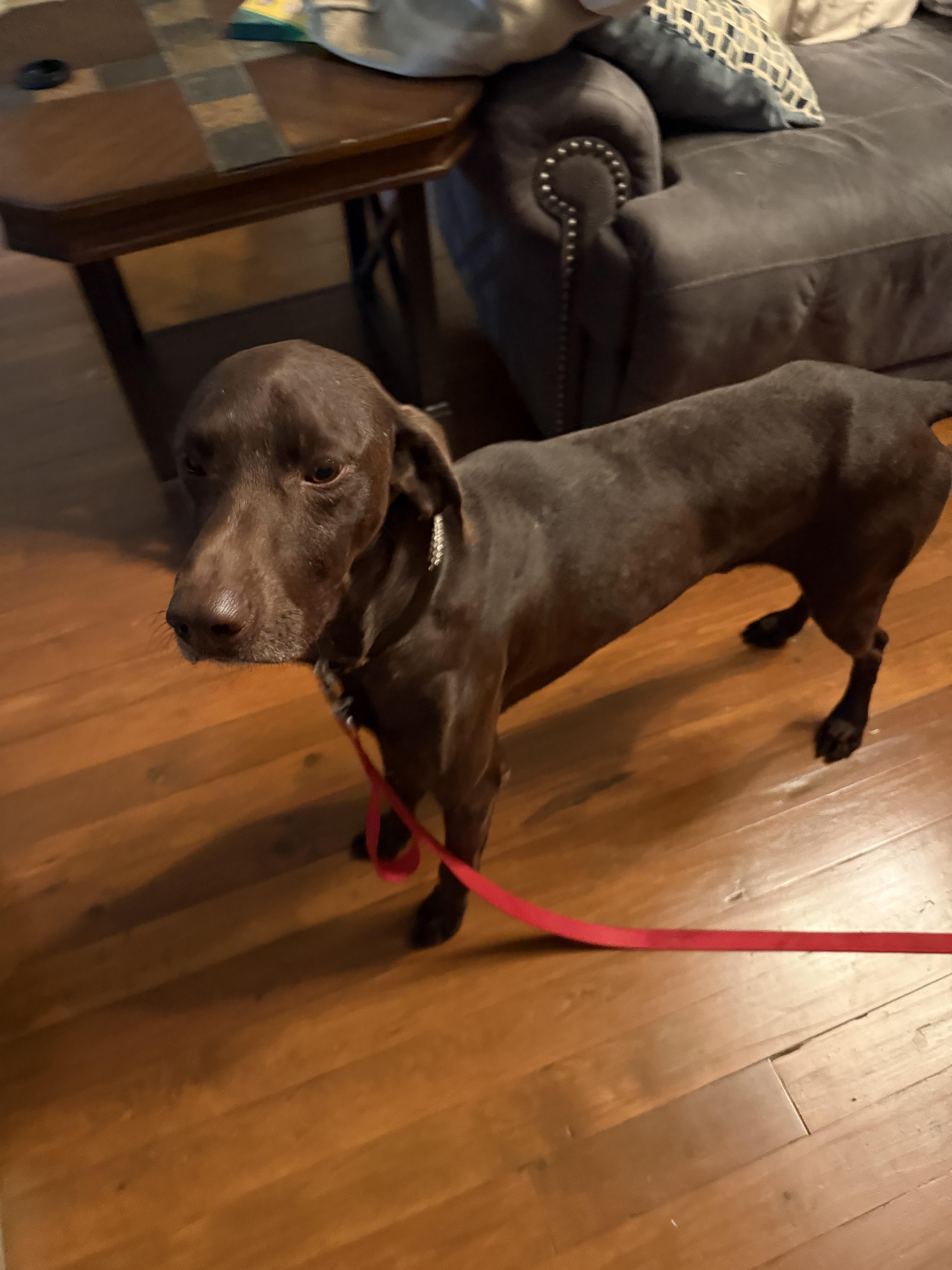 Bryant , a ADOPTABLE German Shorthaired Pointer in Chattanooga, TN image 5/5