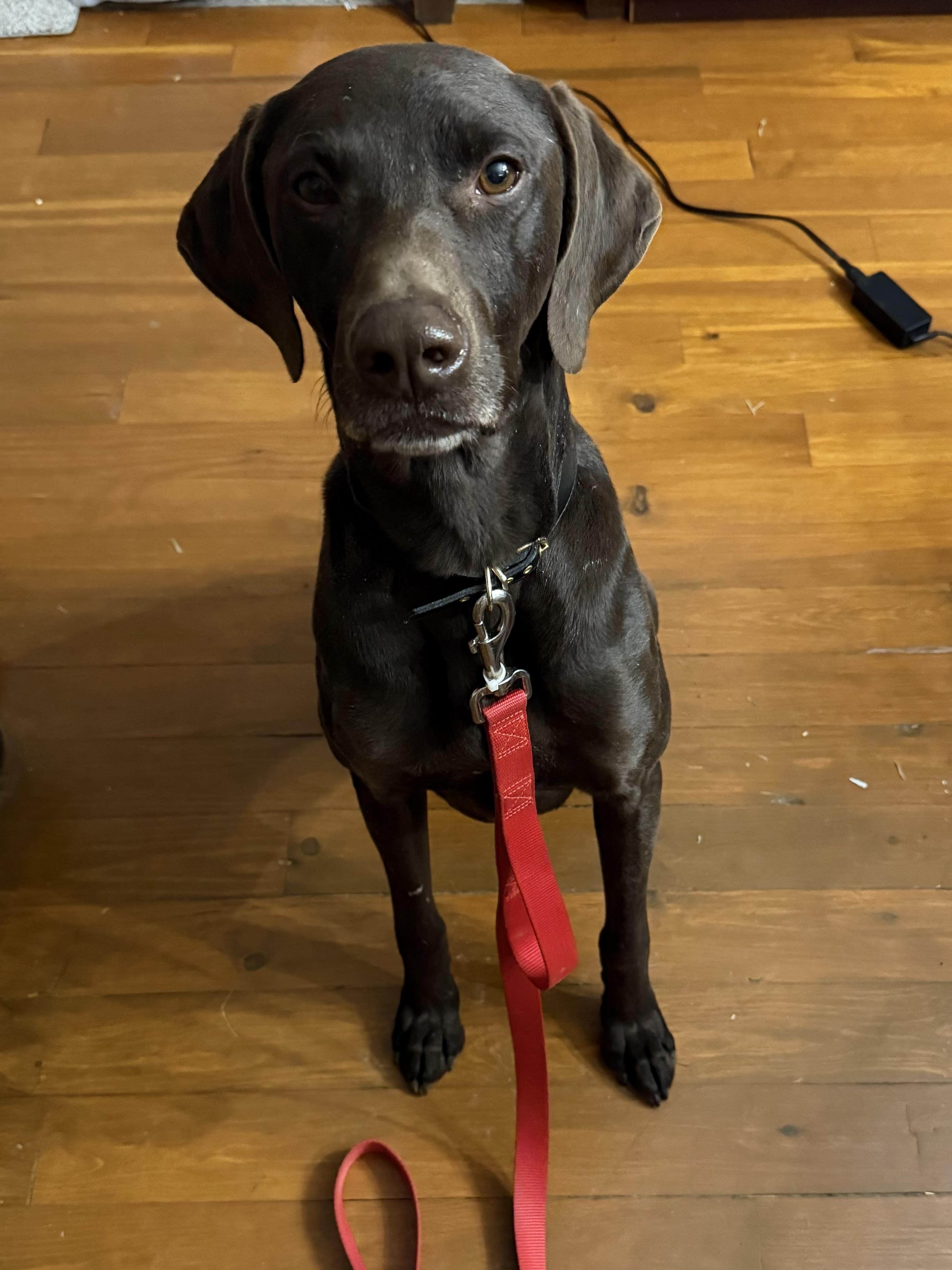 Bryant , a ADOPTABLE German Shorthaired Pointer in Chattanooga, TN image 3/5