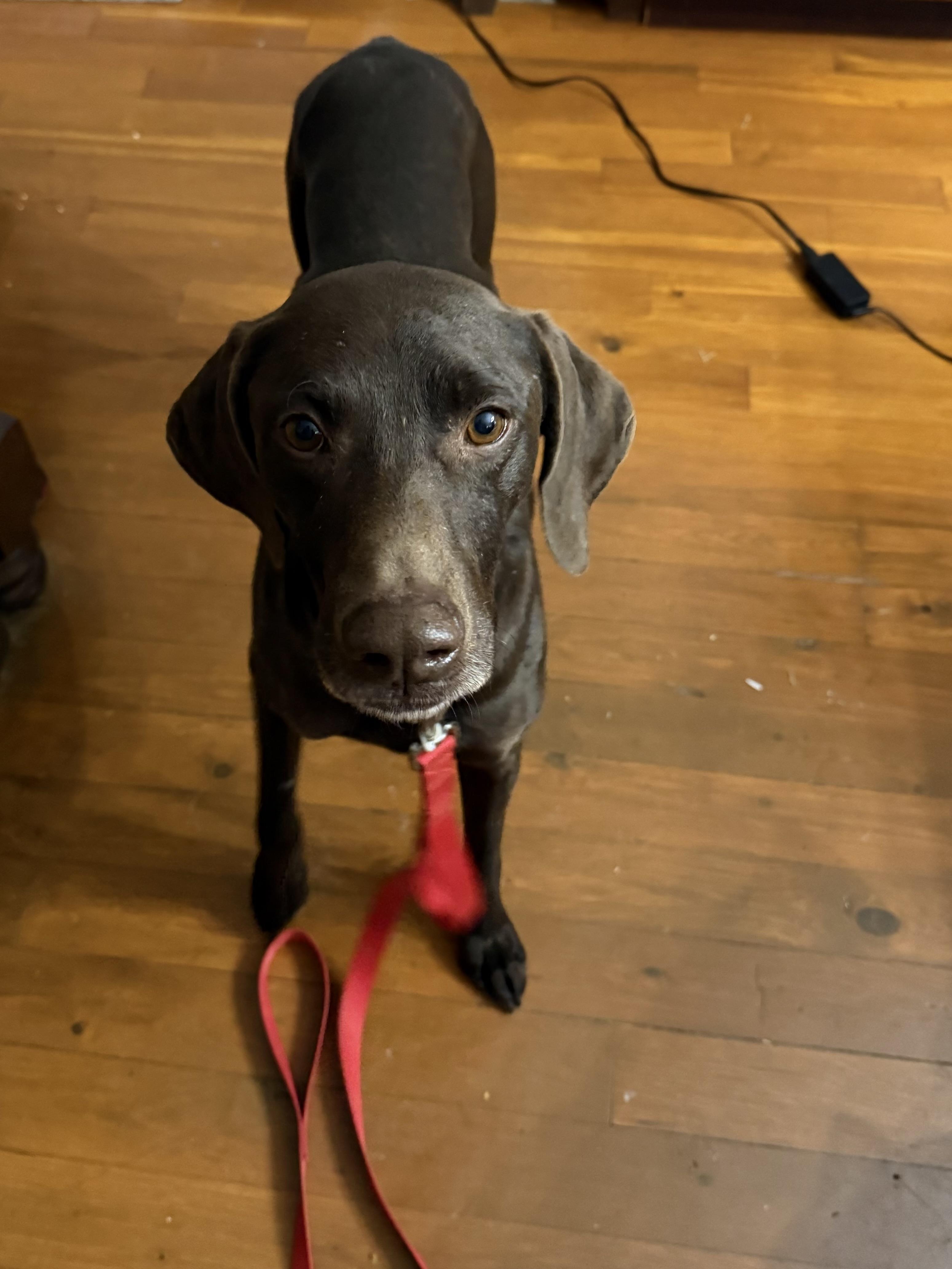 Bryant , a ADOPTABLE German Shorthaired Pointer in Chattanooga, TN image 1/5