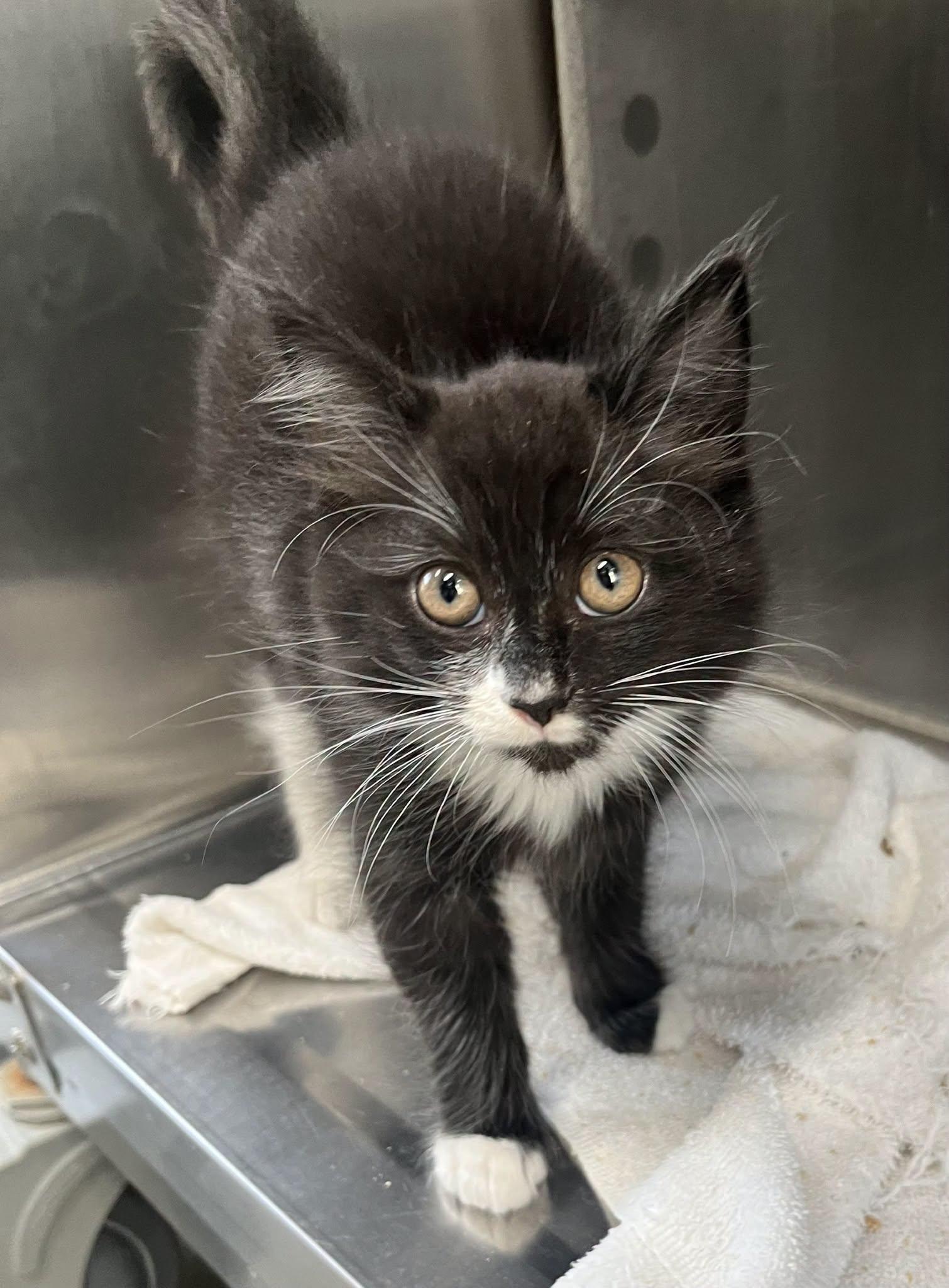 Baconator, Adopted, Kitten Male Domestic Short Hair.
