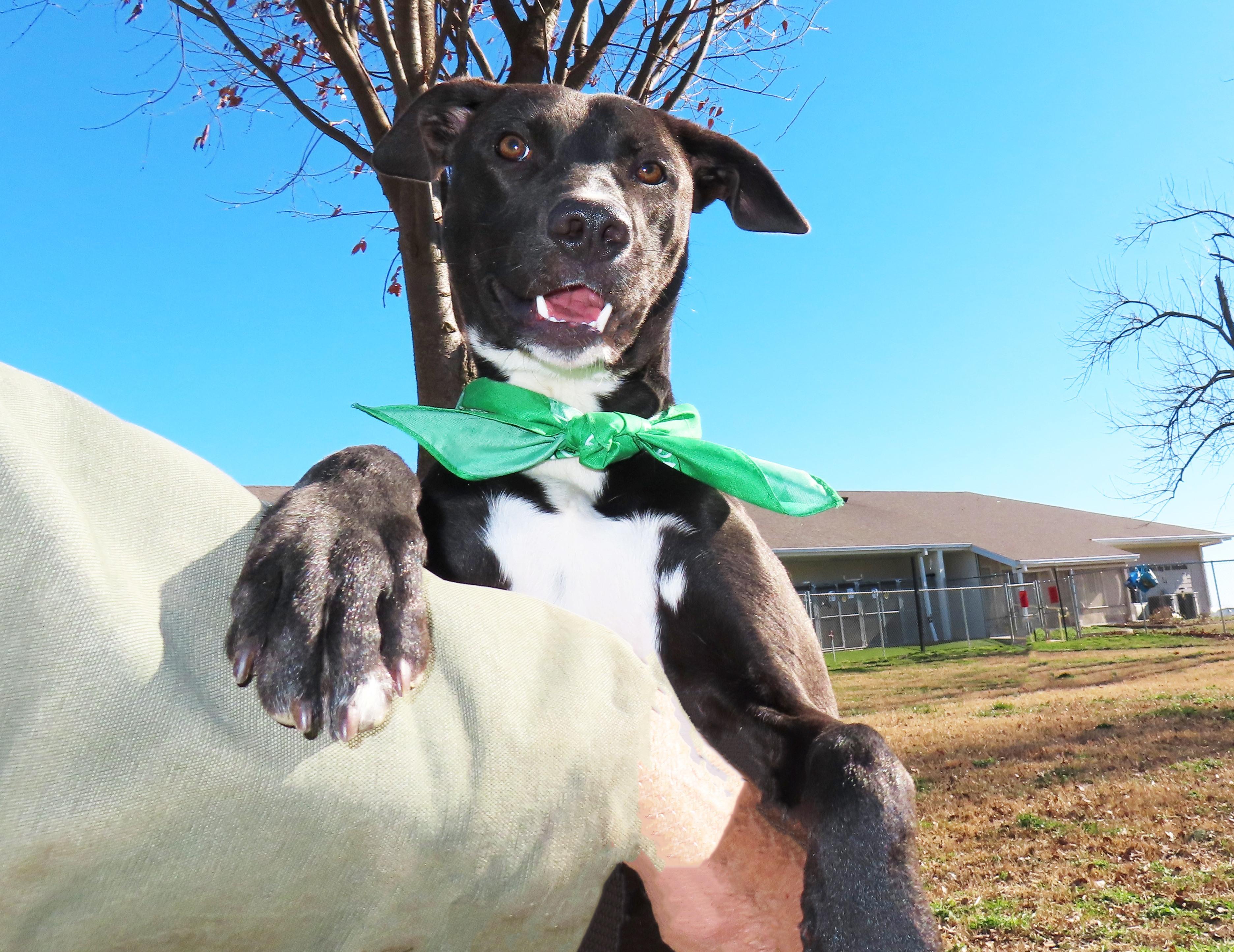 Yoga 25C-343, a ADOPTABLE mixed breed in Rogers, AR image 4/5