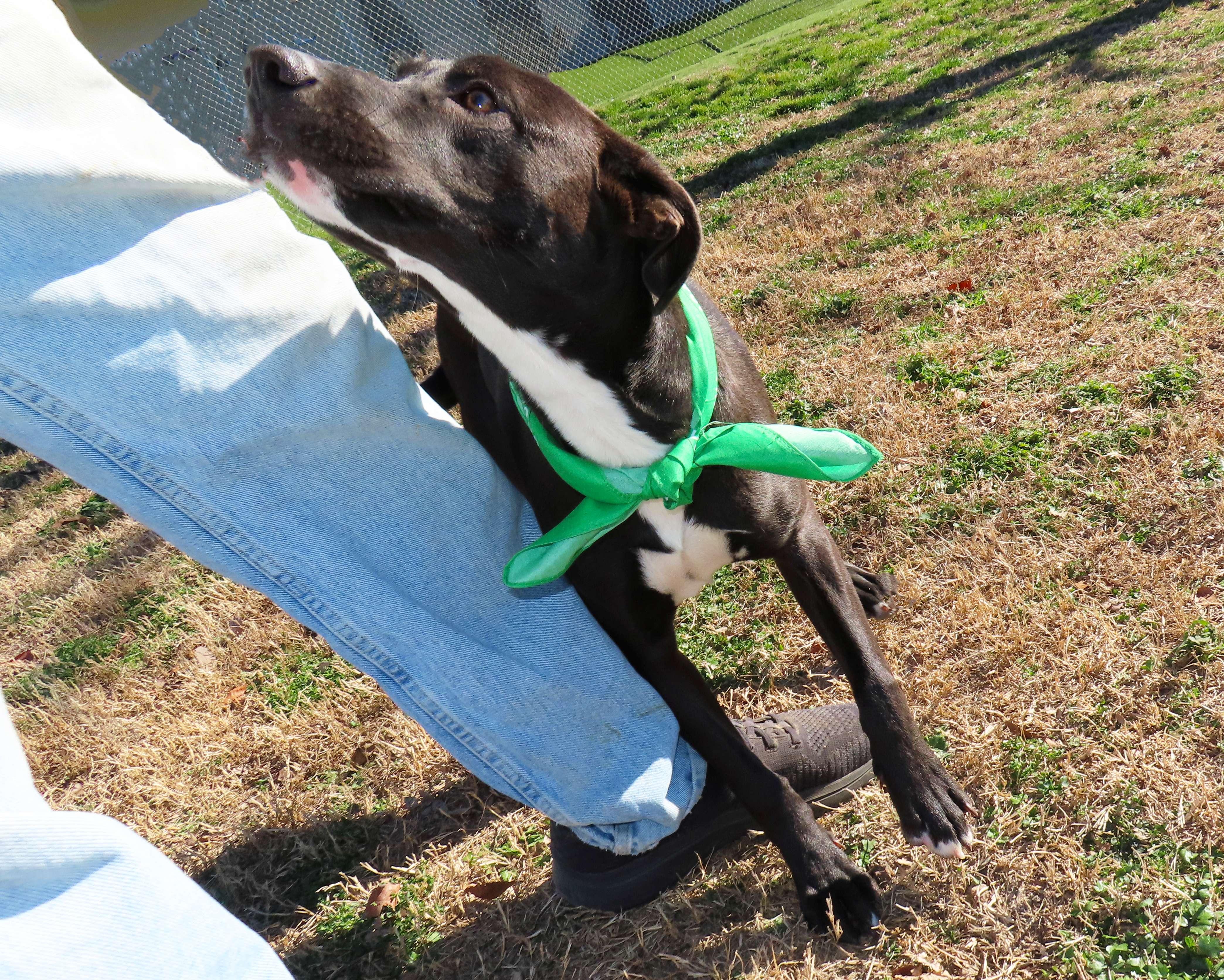 Yoga 25C-343, a ADOPTABLE mixed breed in Rogers, AR image 5/5