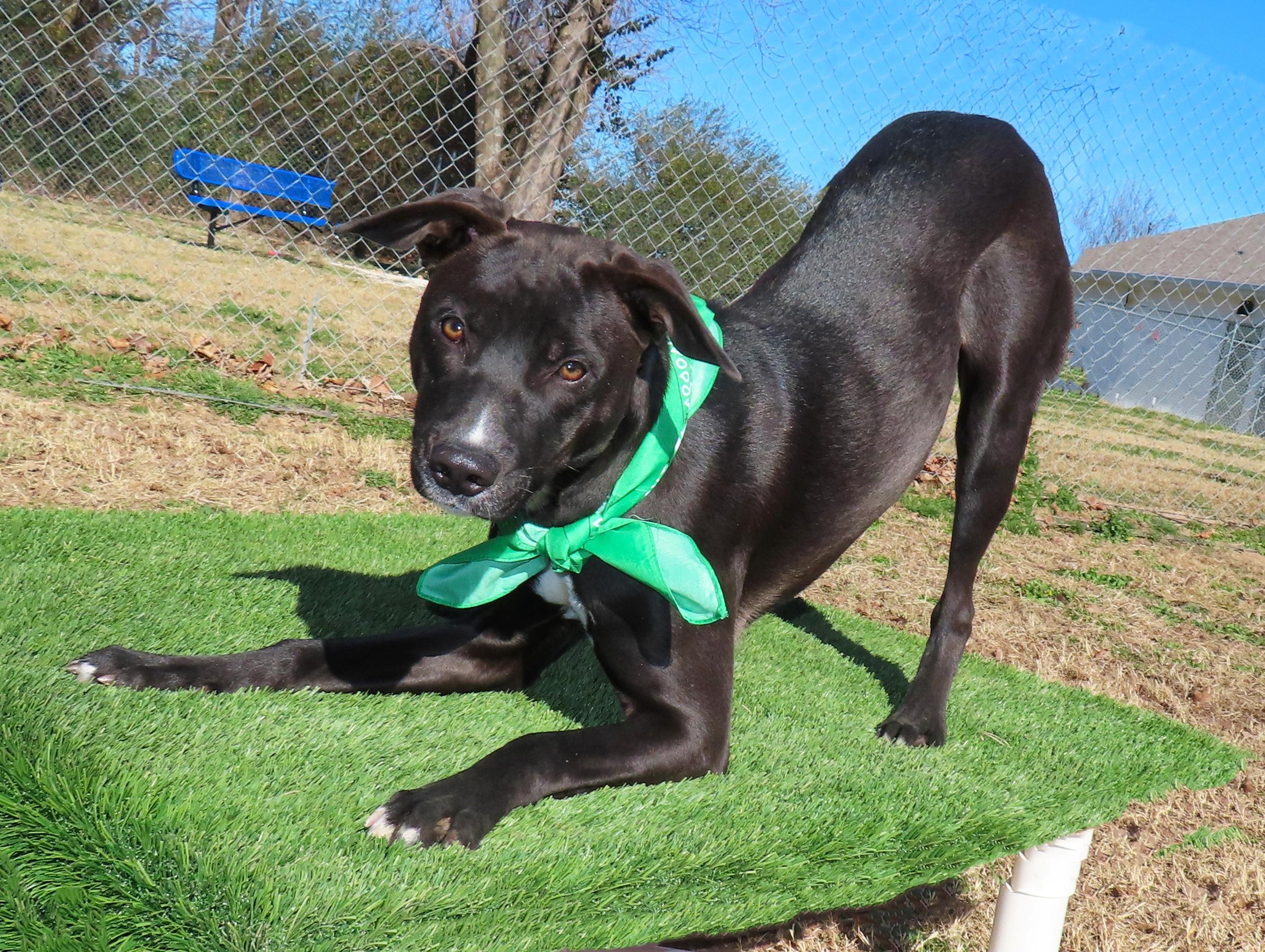 Yoga 25C-343, a ADOPTABLE mixed breed in Rogers, AR image 2/5