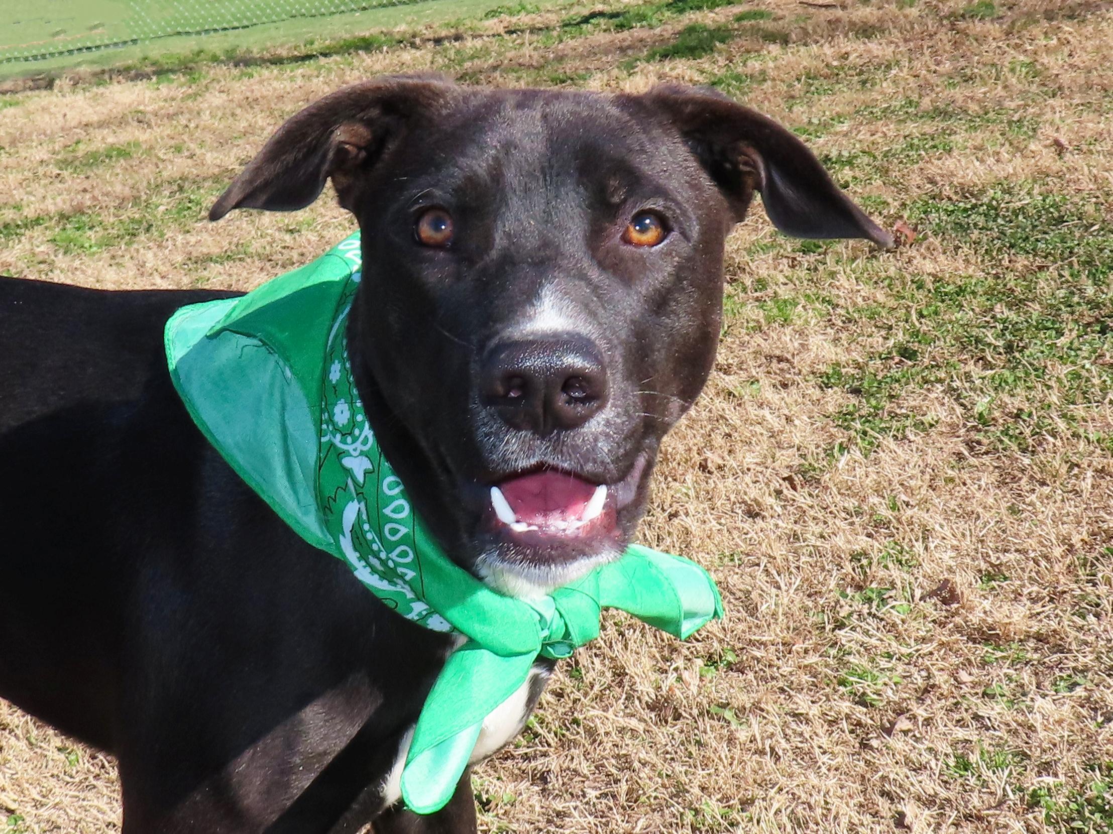 Yoga  25C-343, ADOPTABLE, Young Male Border Collie.