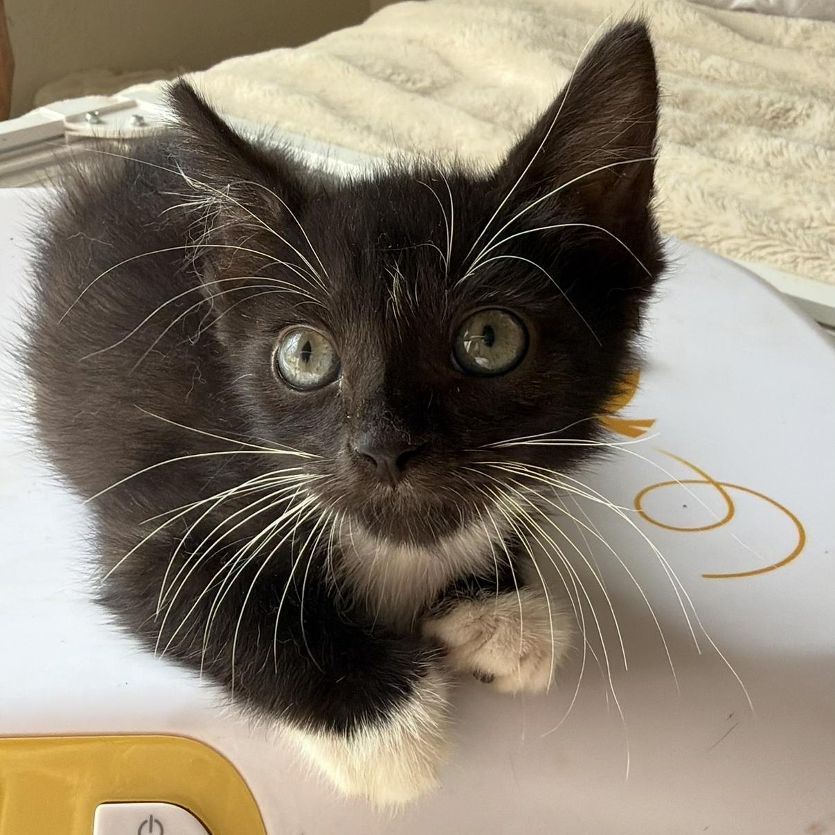 Enlarge Daffy, a Adoptable Domestic Short Hair in jacksonville, FL image 3/5