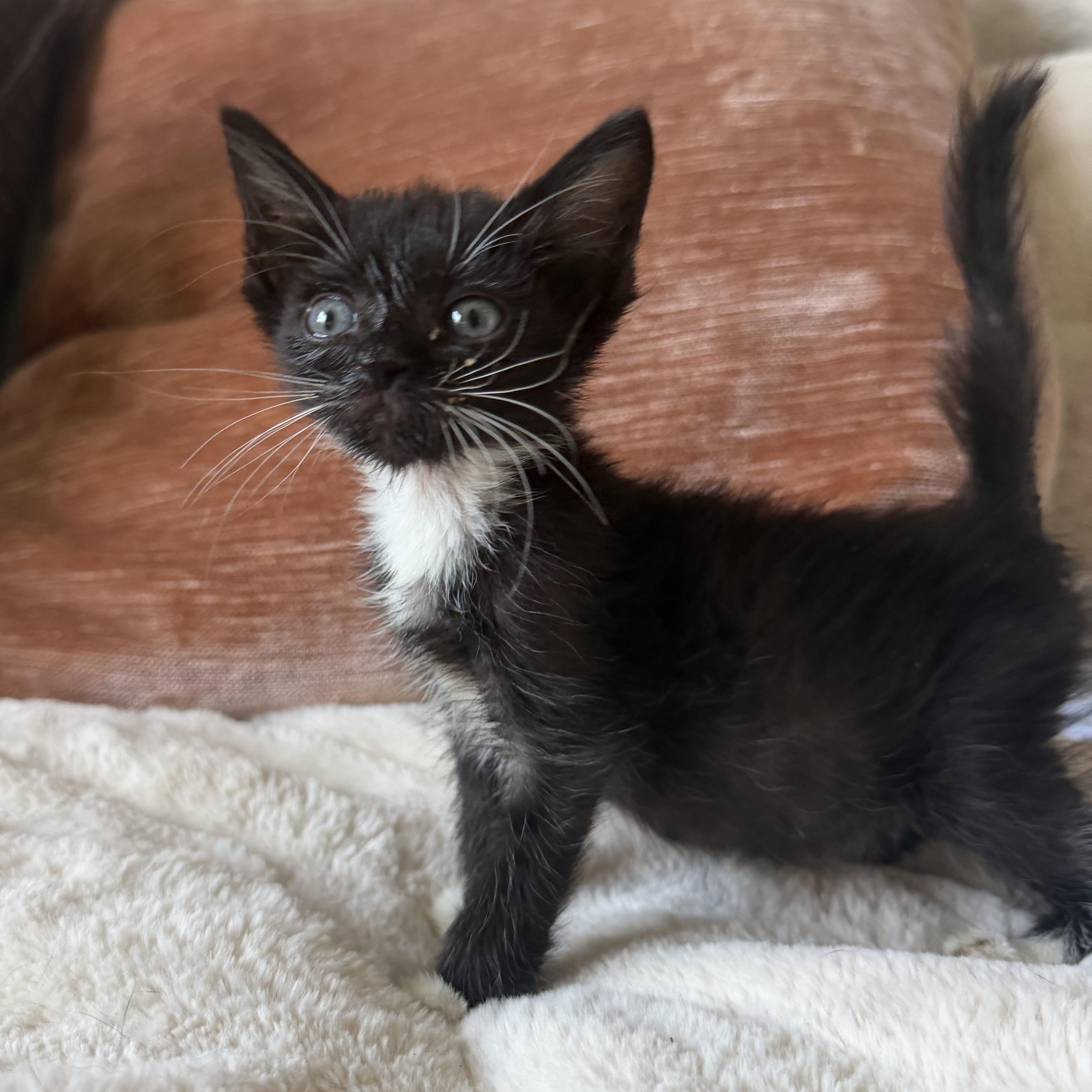 Enlarge Daffy, a Adoptable Domestic Short Hair in jacksonville, FL image 4/5