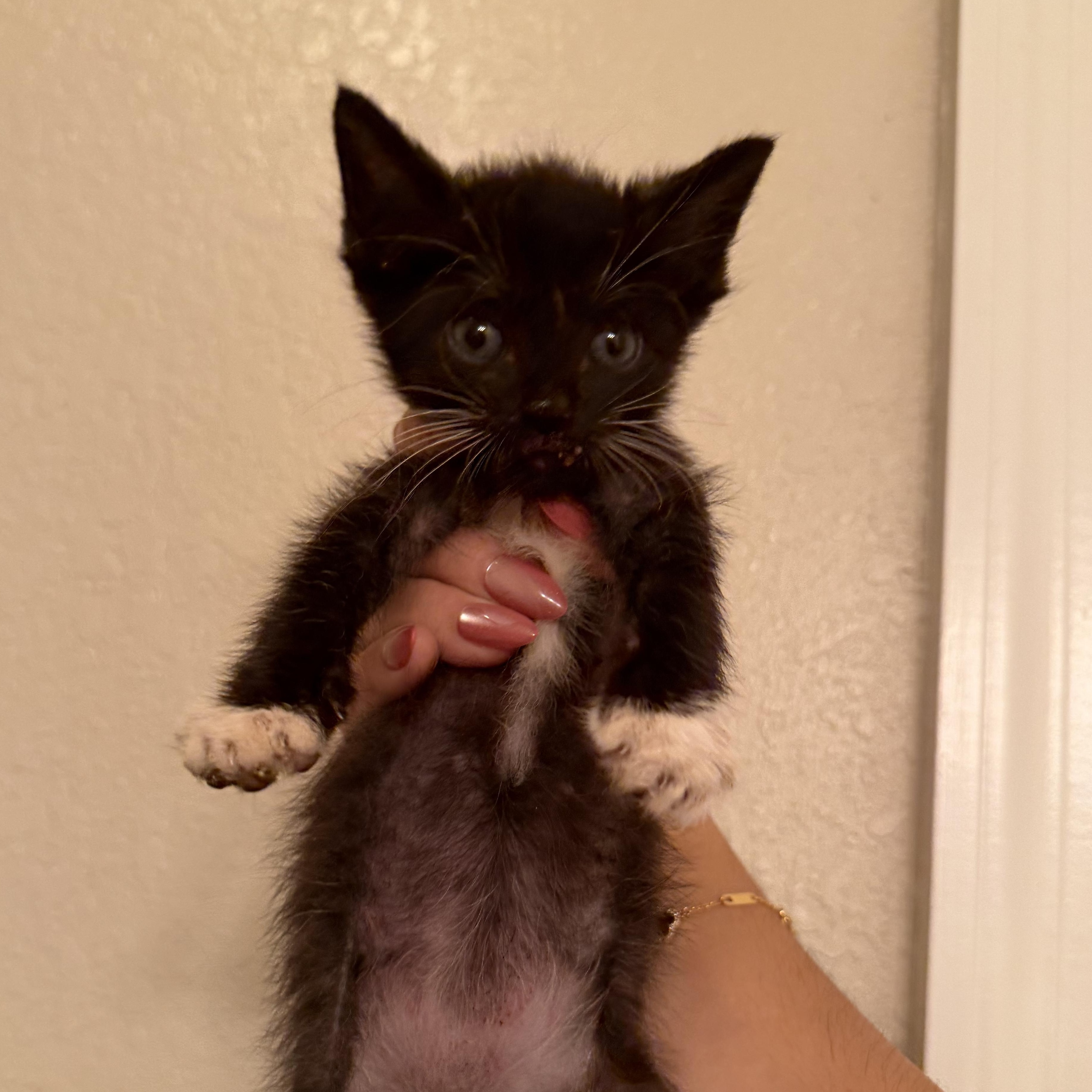 Enlarge Daffy, a Adoptable Domestic Short Hair in jacksonville, FL image 5/5