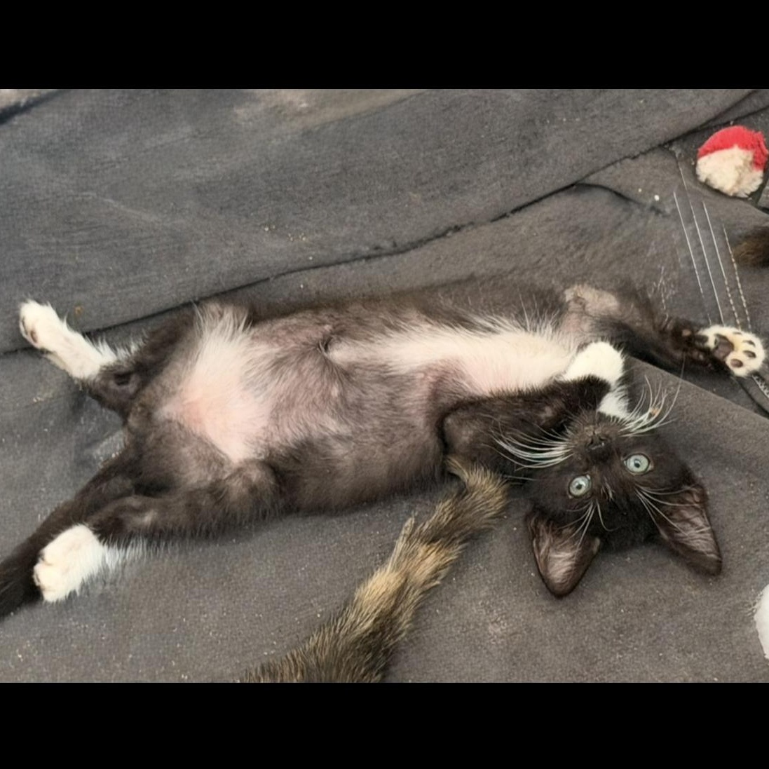 Daffy, Adoptable, Kitten Male Domestic Short Hair.