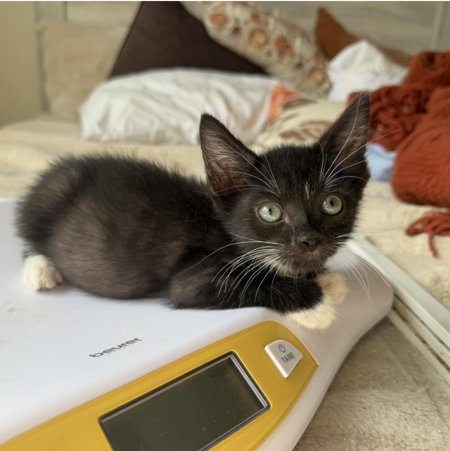 Enlarge Daffy, a Adoptable Domestic Short Hair in jacksonville, FL image 2/5