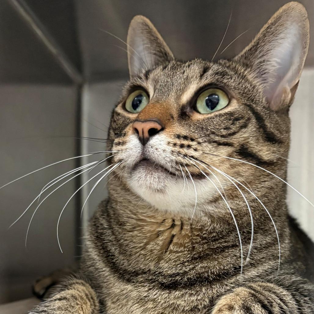 Loly, a Adoptable Domestic Short Hair in East Hanover, NJ image 1/5