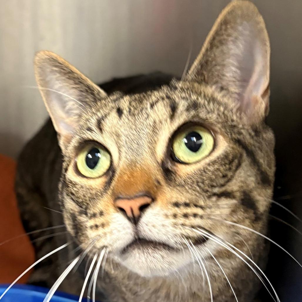 Loly, a Adoptable Domestic Short Hair in East Hanover, NJ image 2/5