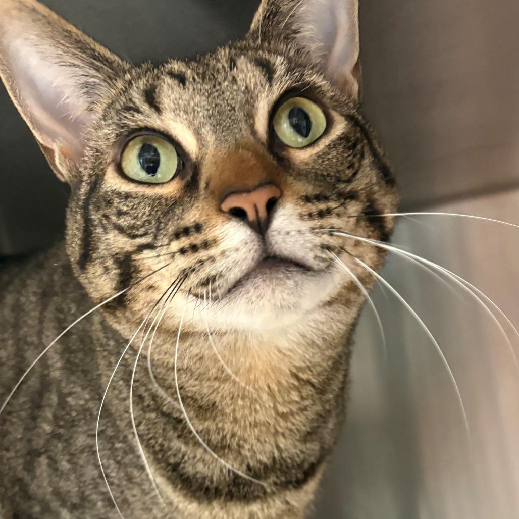 Loly, a Adoptable Domestic Short Hair in East Hanover, NJ image 3/5