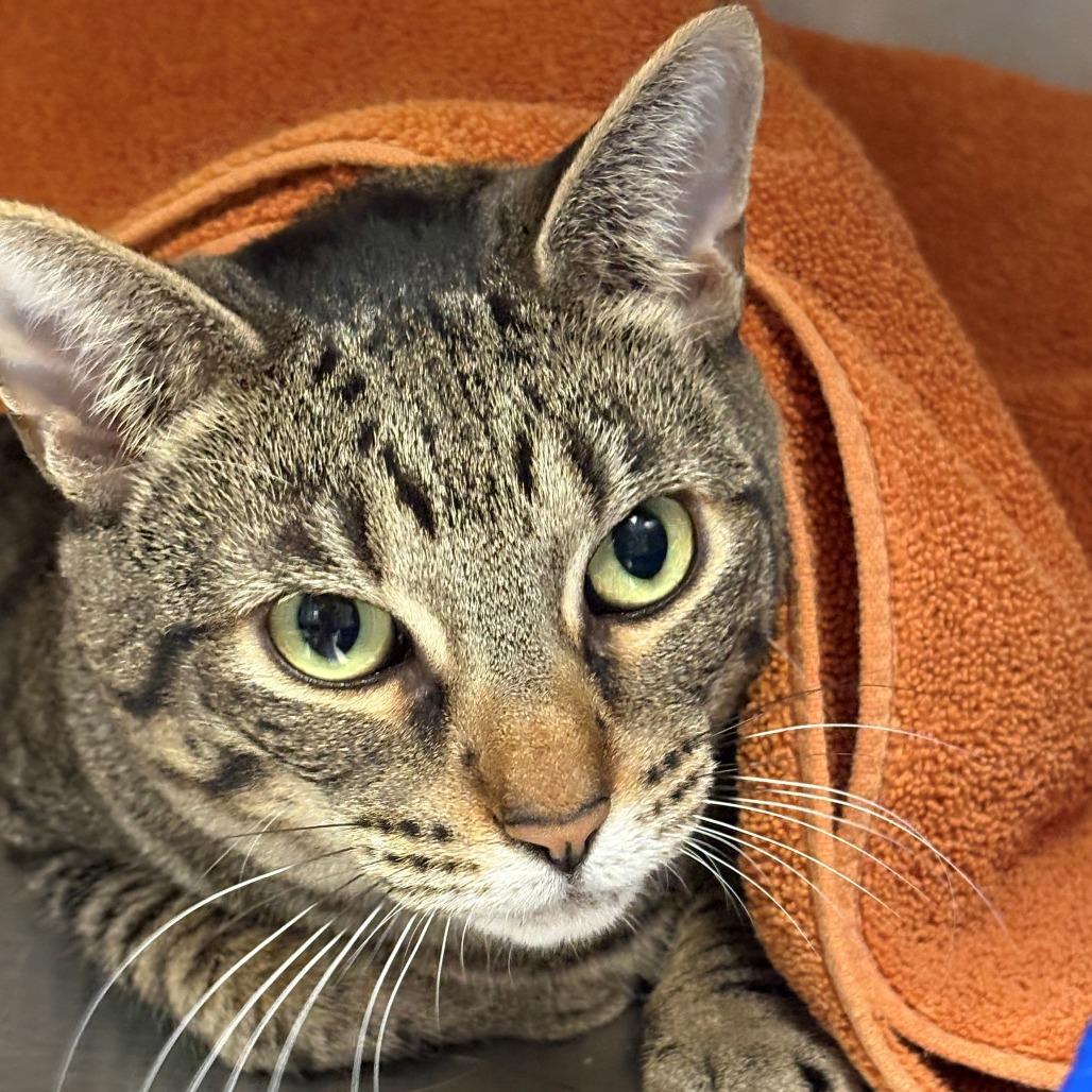 Loly, a Adoptable Domestic Short Hair in East Hanover, NJ image 4/5