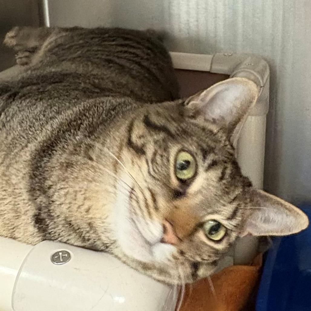 Loly, a Adoptable Domestic Short Hair in East Hanover, NJ image 5/5