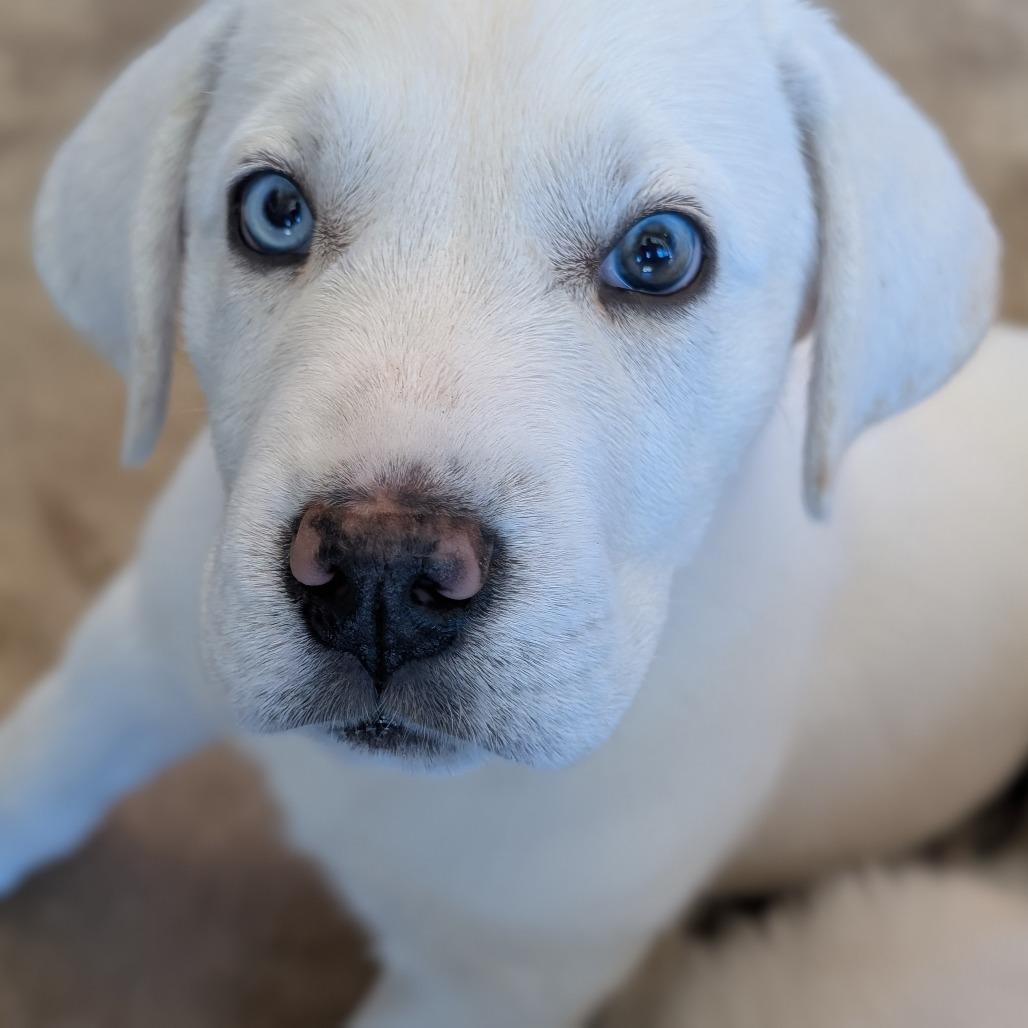 Meadow, Adoptable, Puppy Female Great Dane & Mixed Breed.