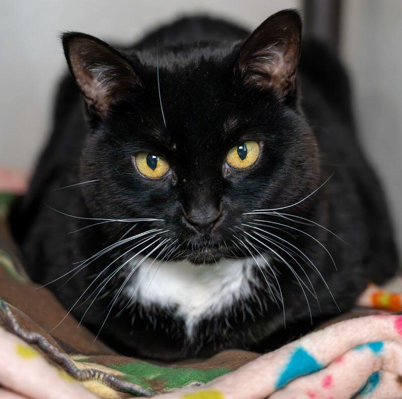 Milah (Miloh Kamilah), Adoptable, Senior Female Domestic Short Hair.