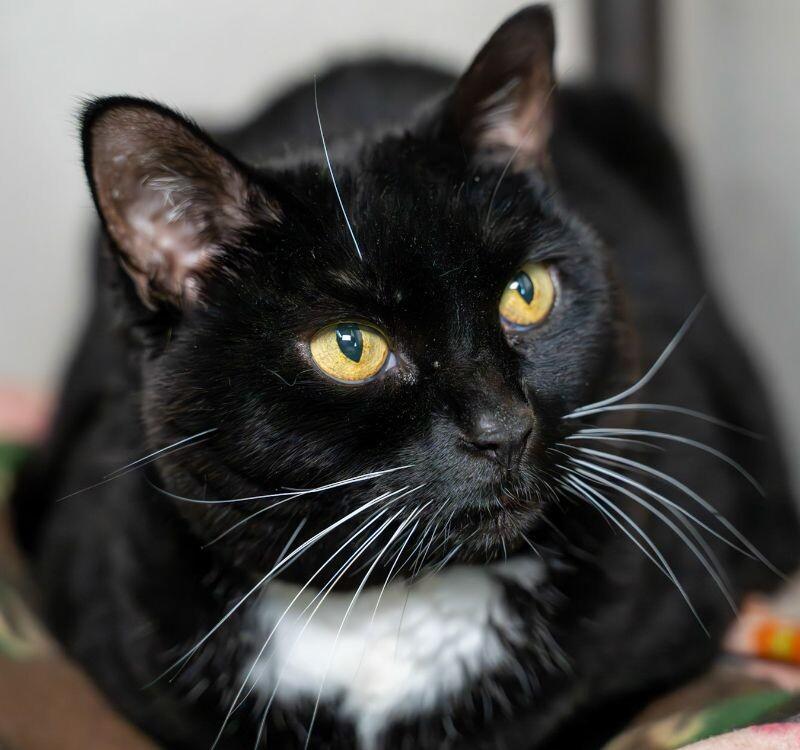 Enlarge Milah (Miloh Kamilah), a Adoptable Domestic Short Hair in Arlington, WA image 2/2