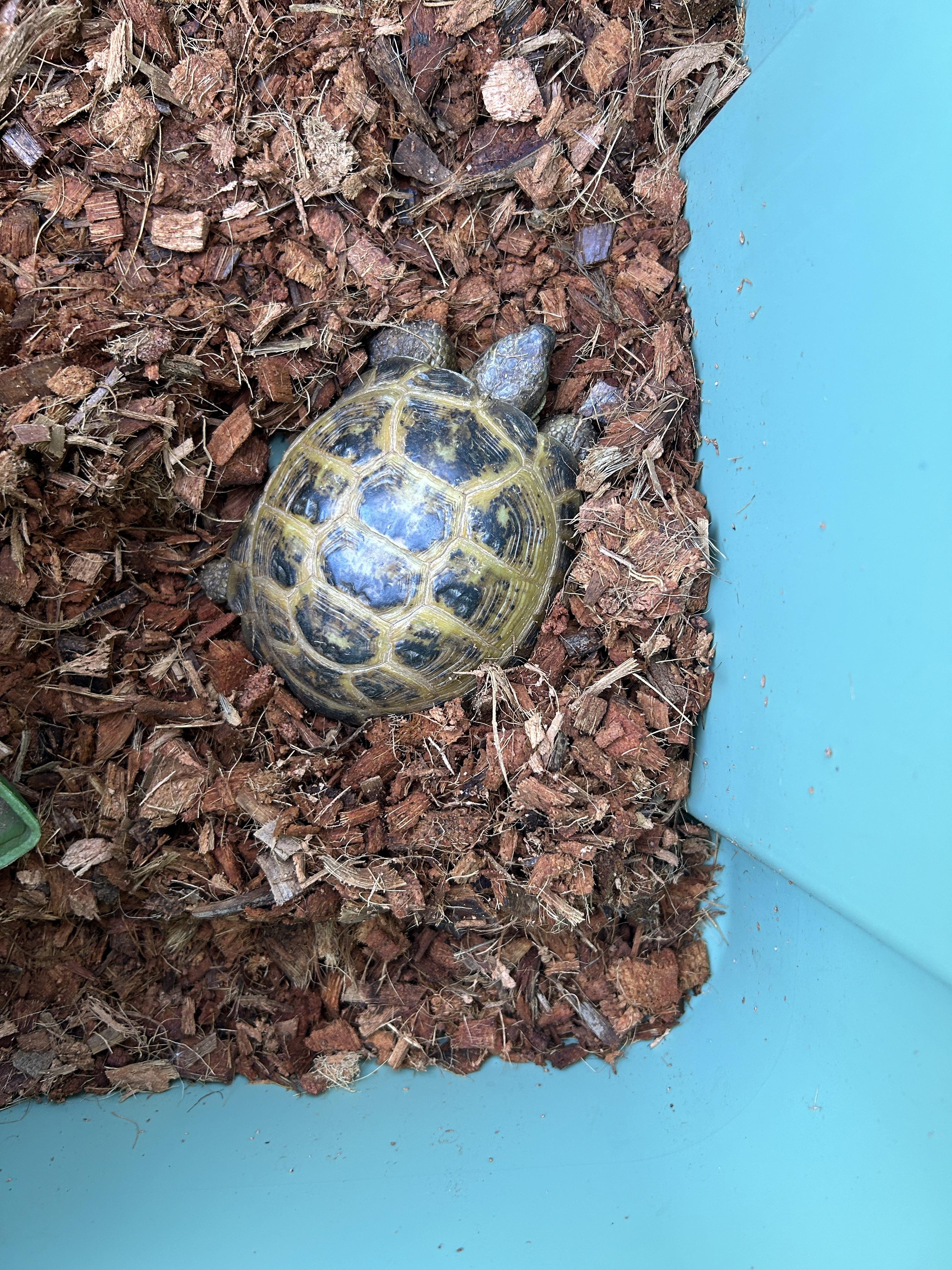 Enlarge Buffalo Russian Tortoise, an adopted Russian in Concord, CA image 1/1