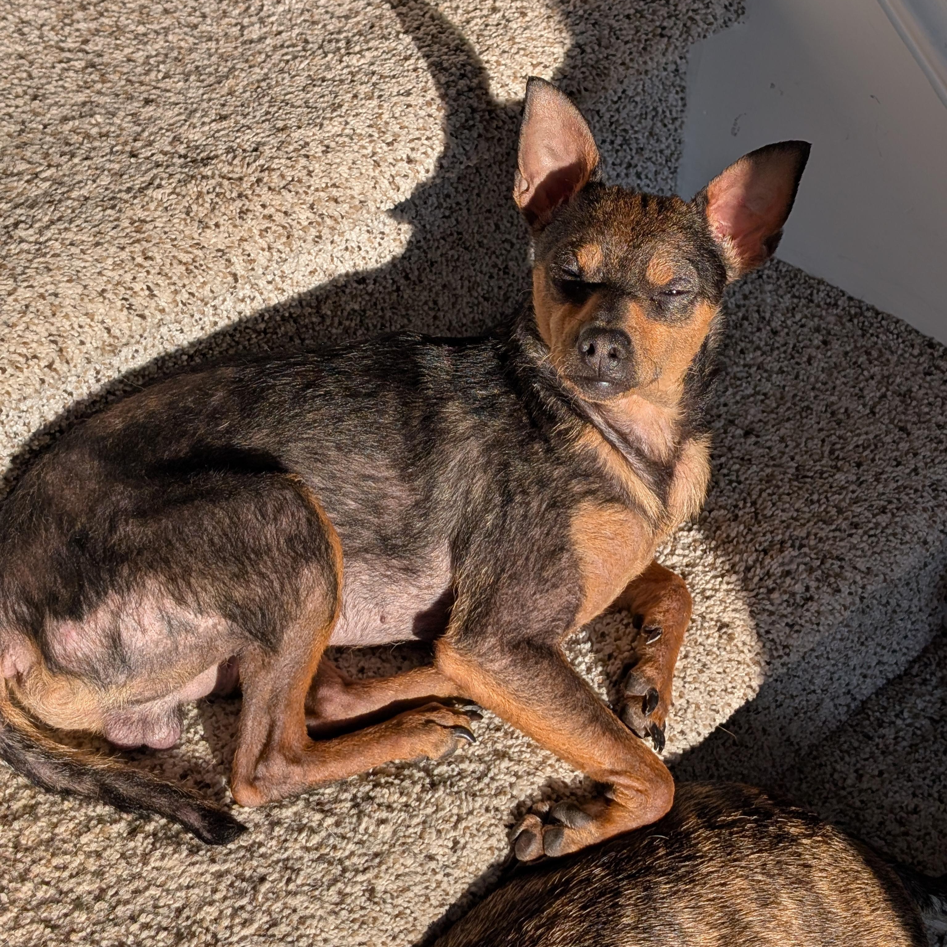 Enlarge Jolly, an adopted Miniature Pinscher in Blacksburg, VA image 1/5